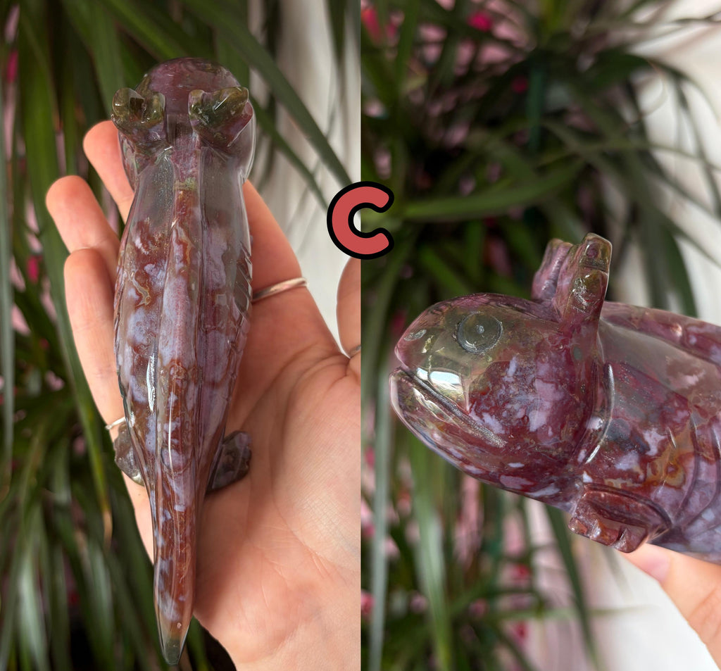 Sea Jasper Axolotls