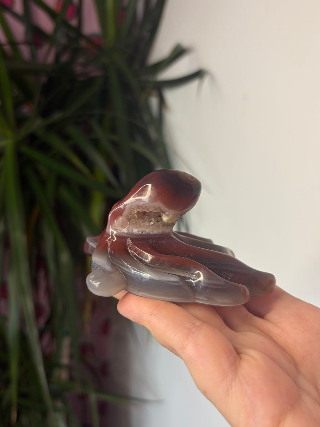 Mozambique Agate Octopus