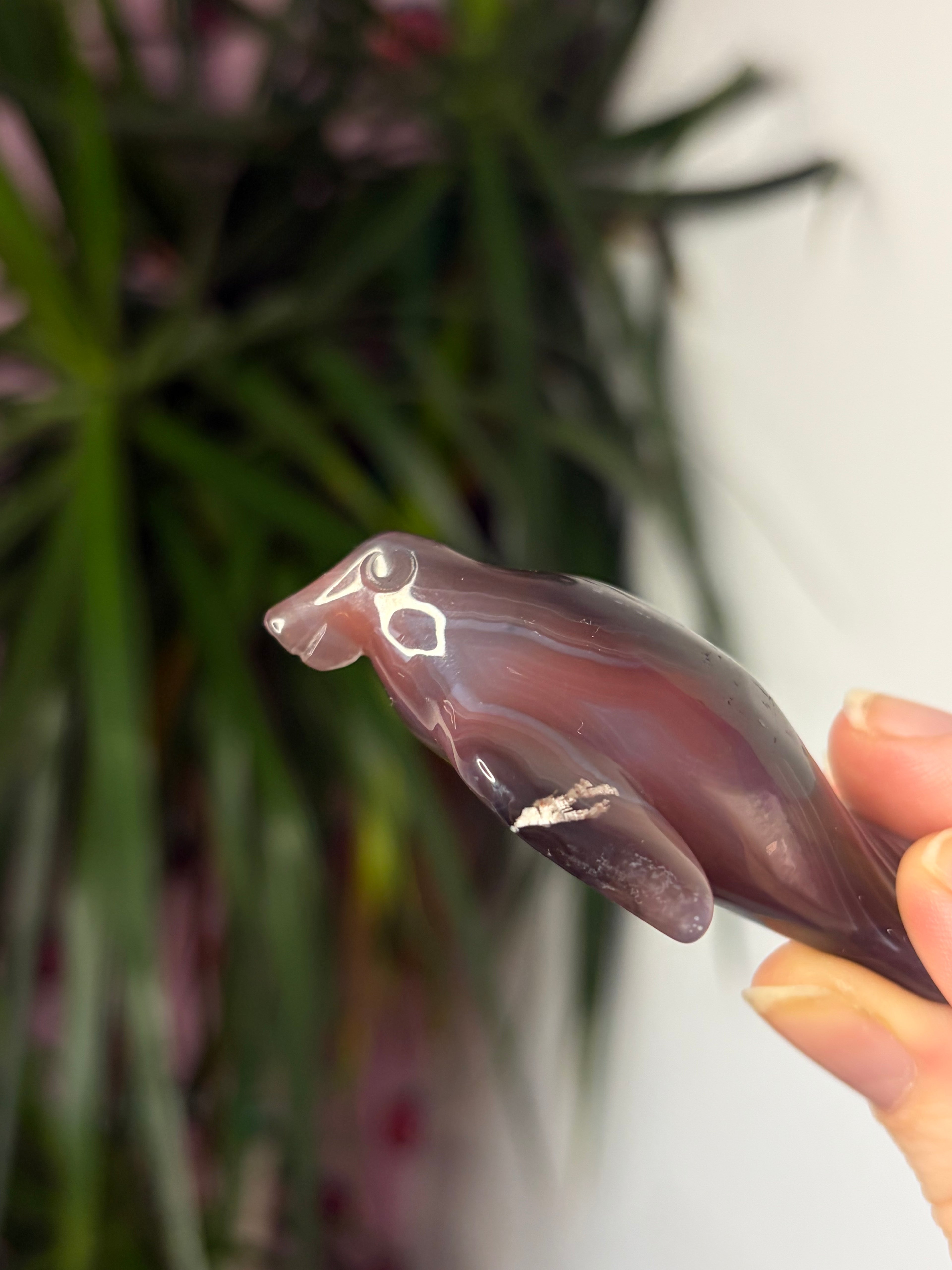 Mozambique Agate Manatee
