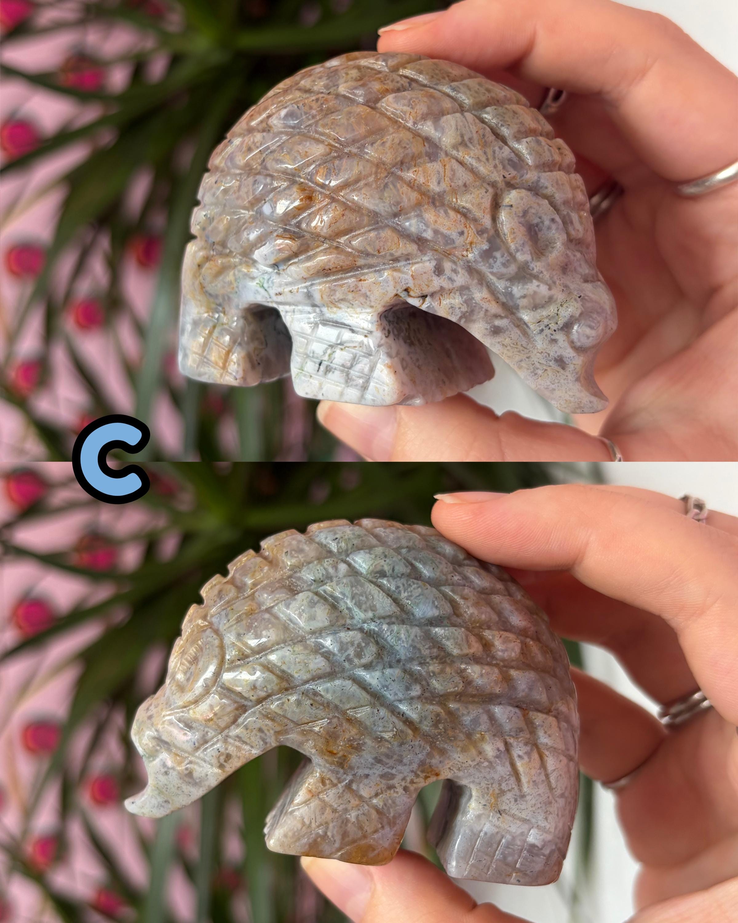 Sea Jasper Hedgehogs