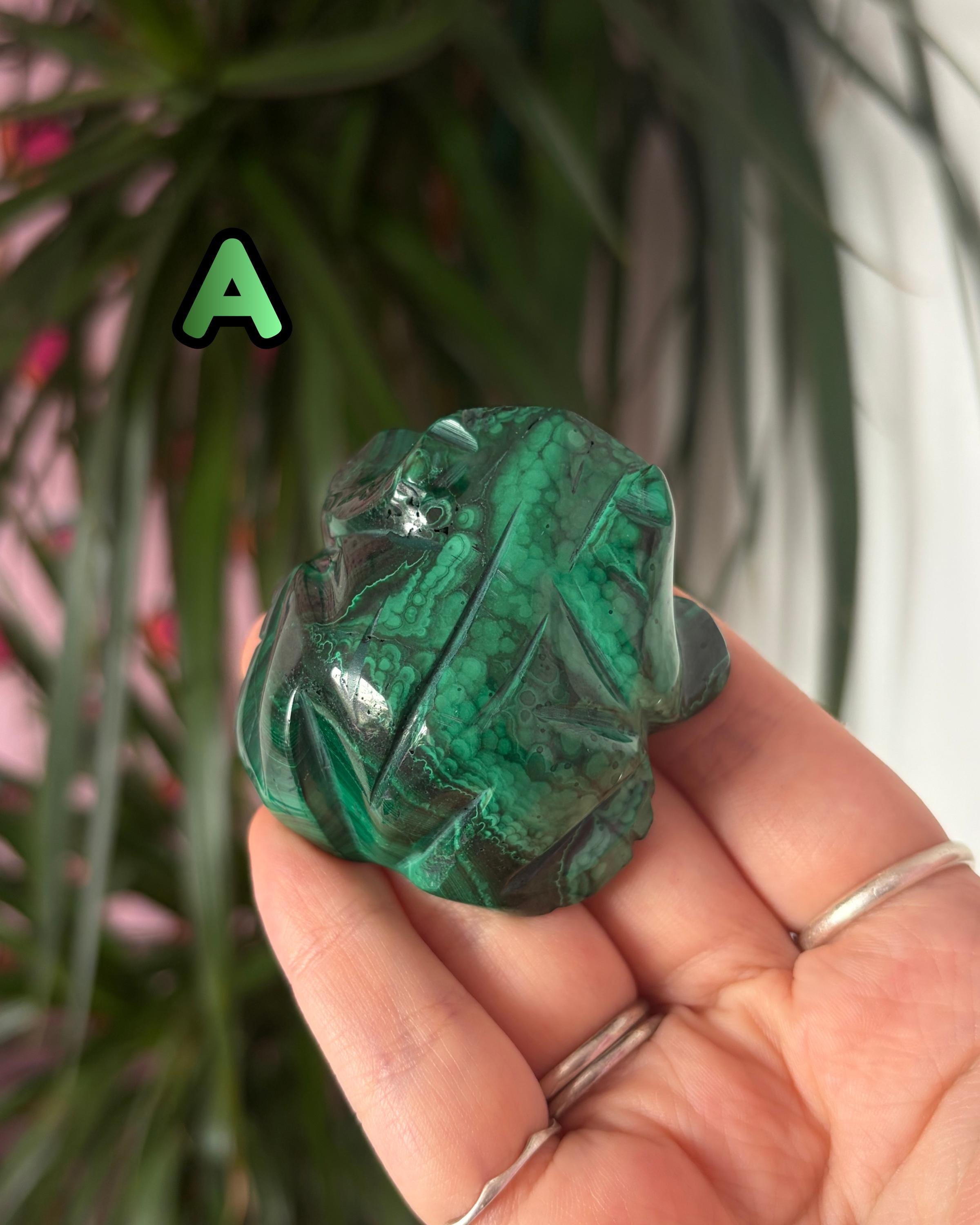 Malachite Frogs