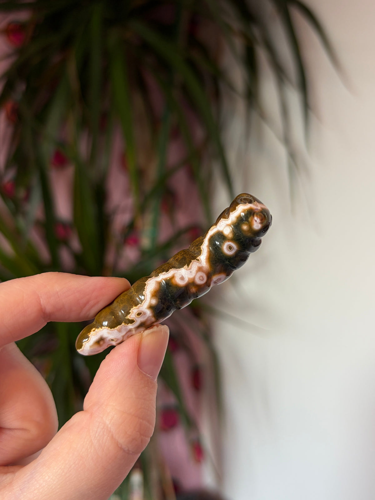 Ocean Jasper caterpillar