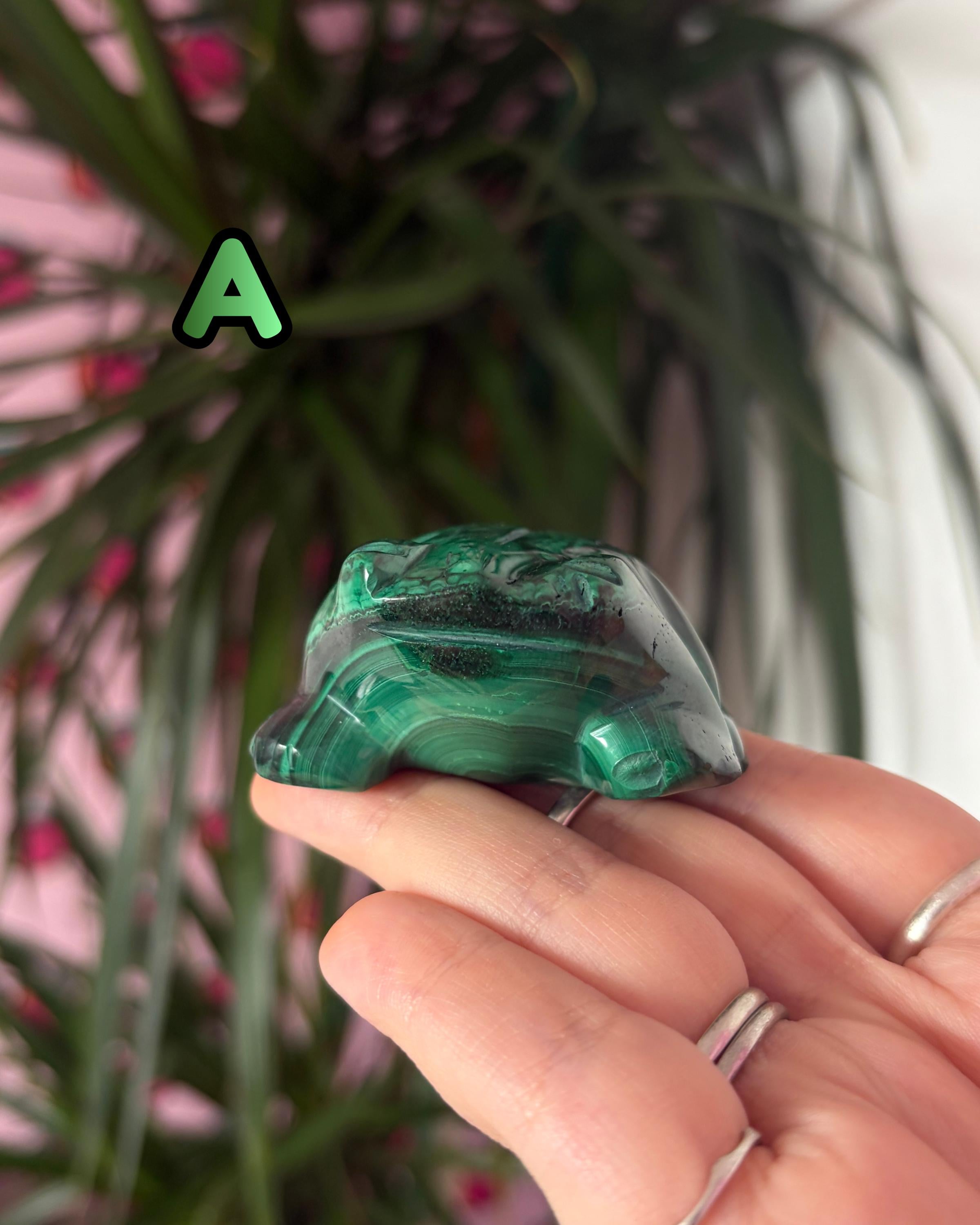Malachite Frogs