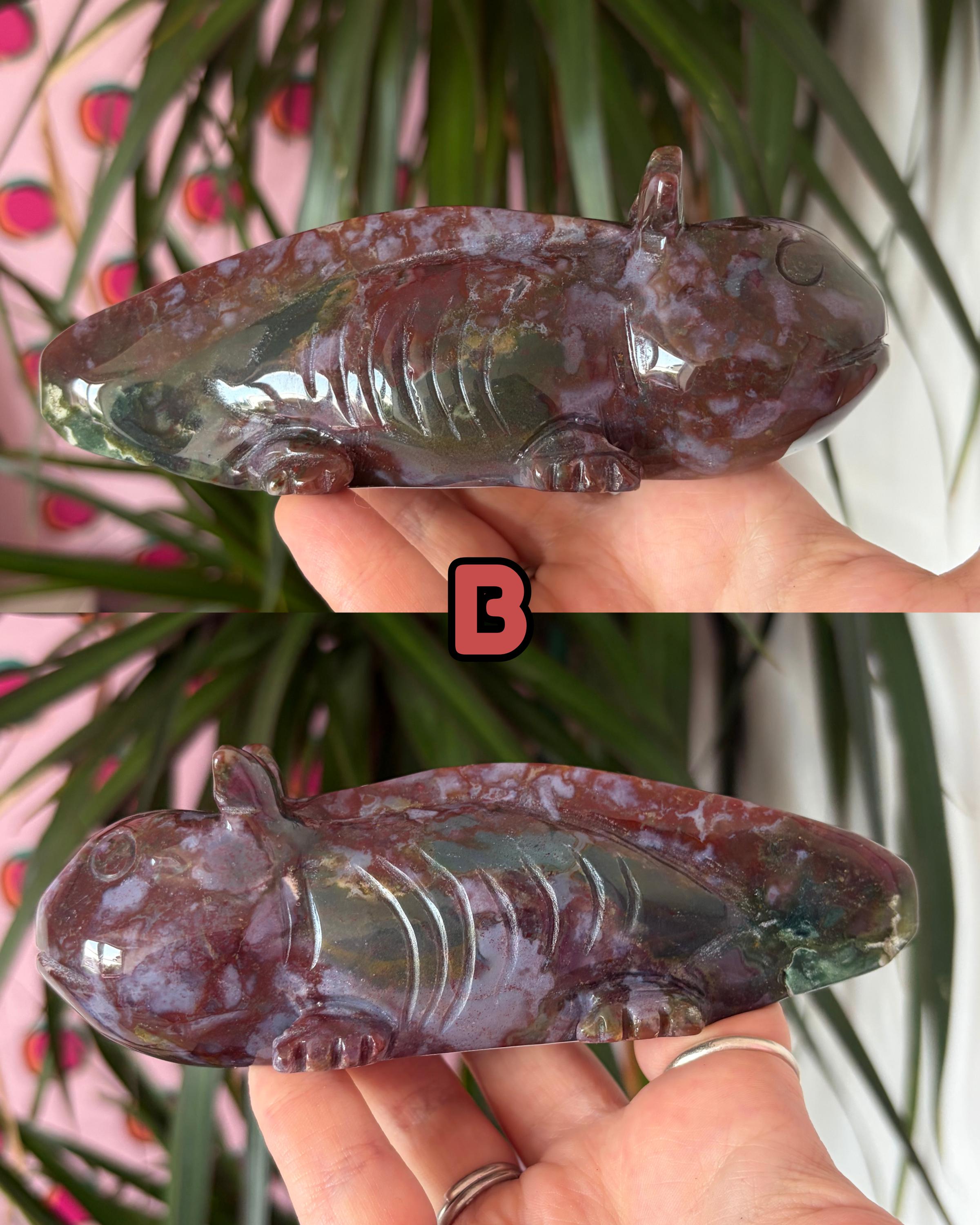 Sea Jasper Axolotls