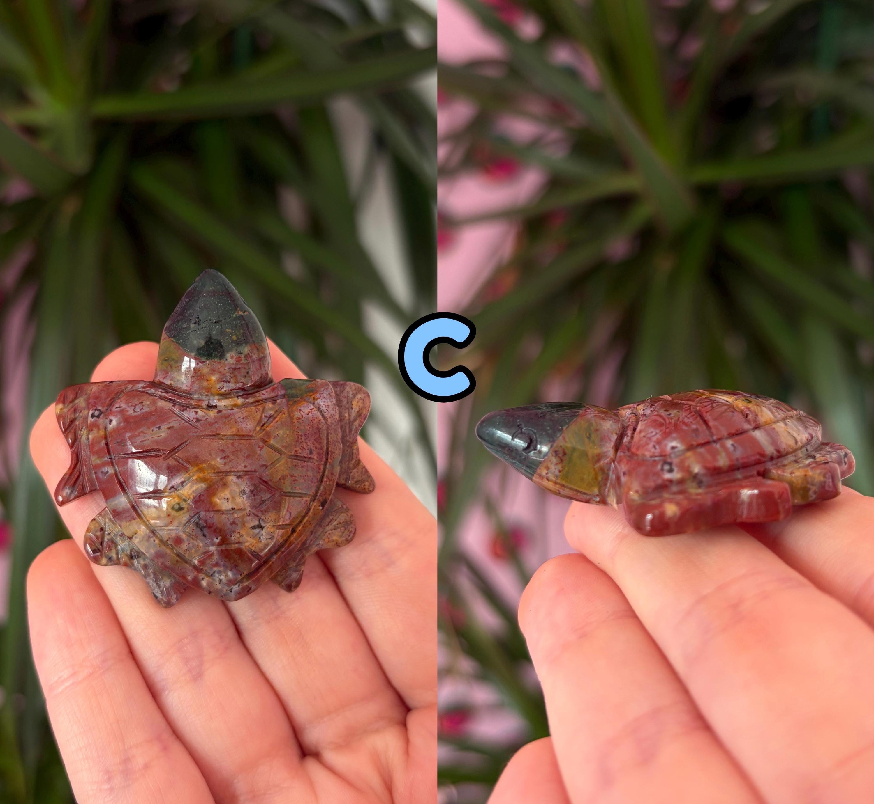 Sea jasper turtles