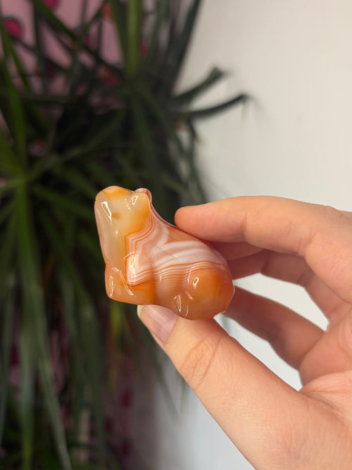 Banded Carnelian Frog