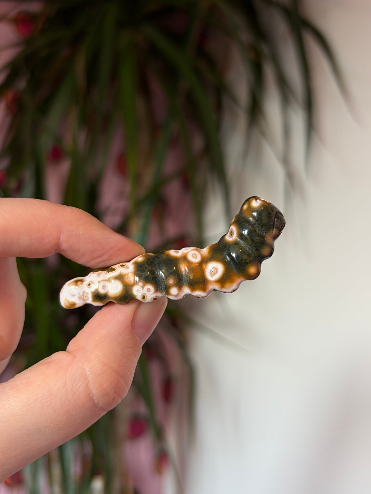 Ocean Jasper caterpillar