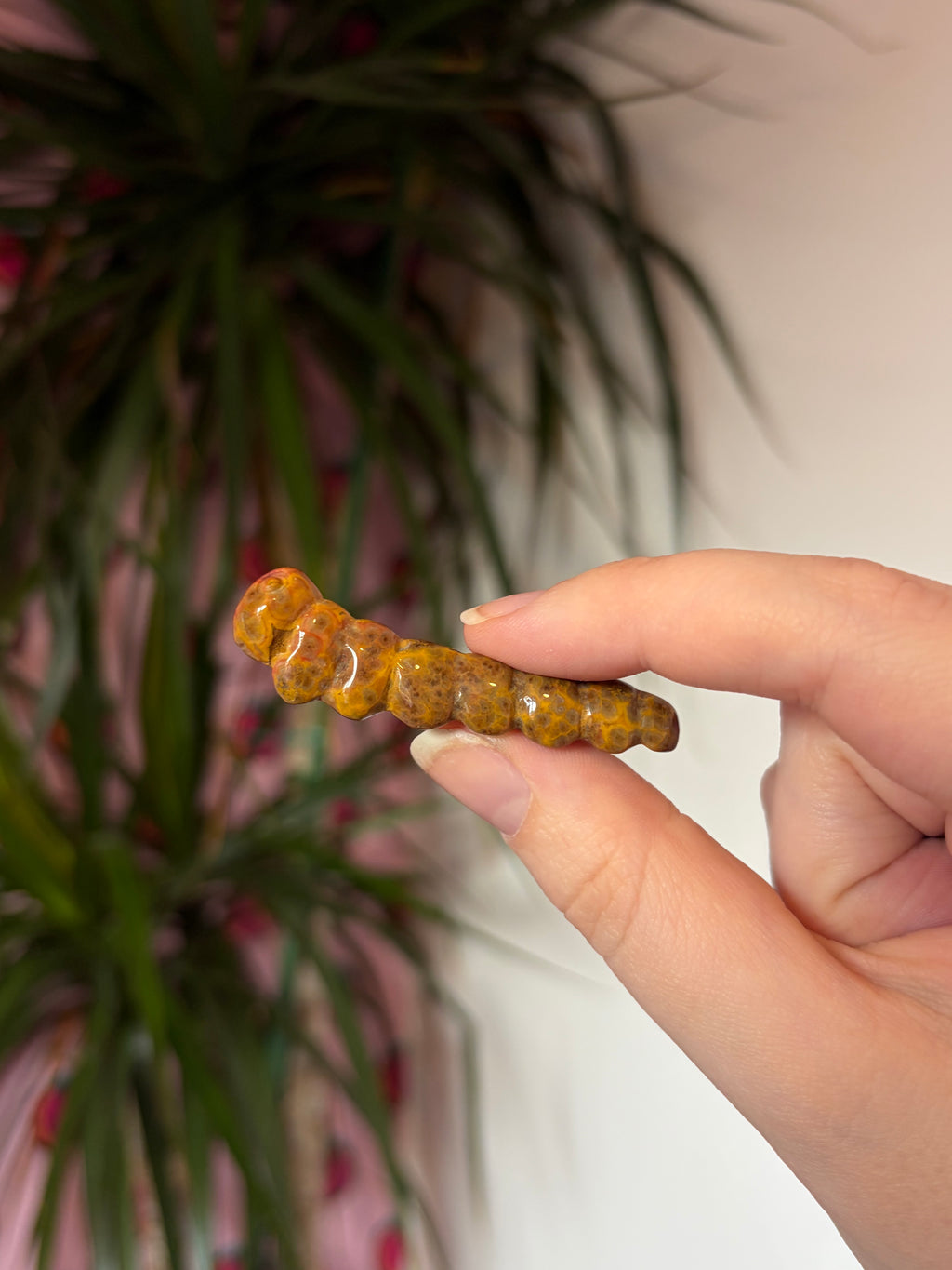Ocean Jasper caterpillar