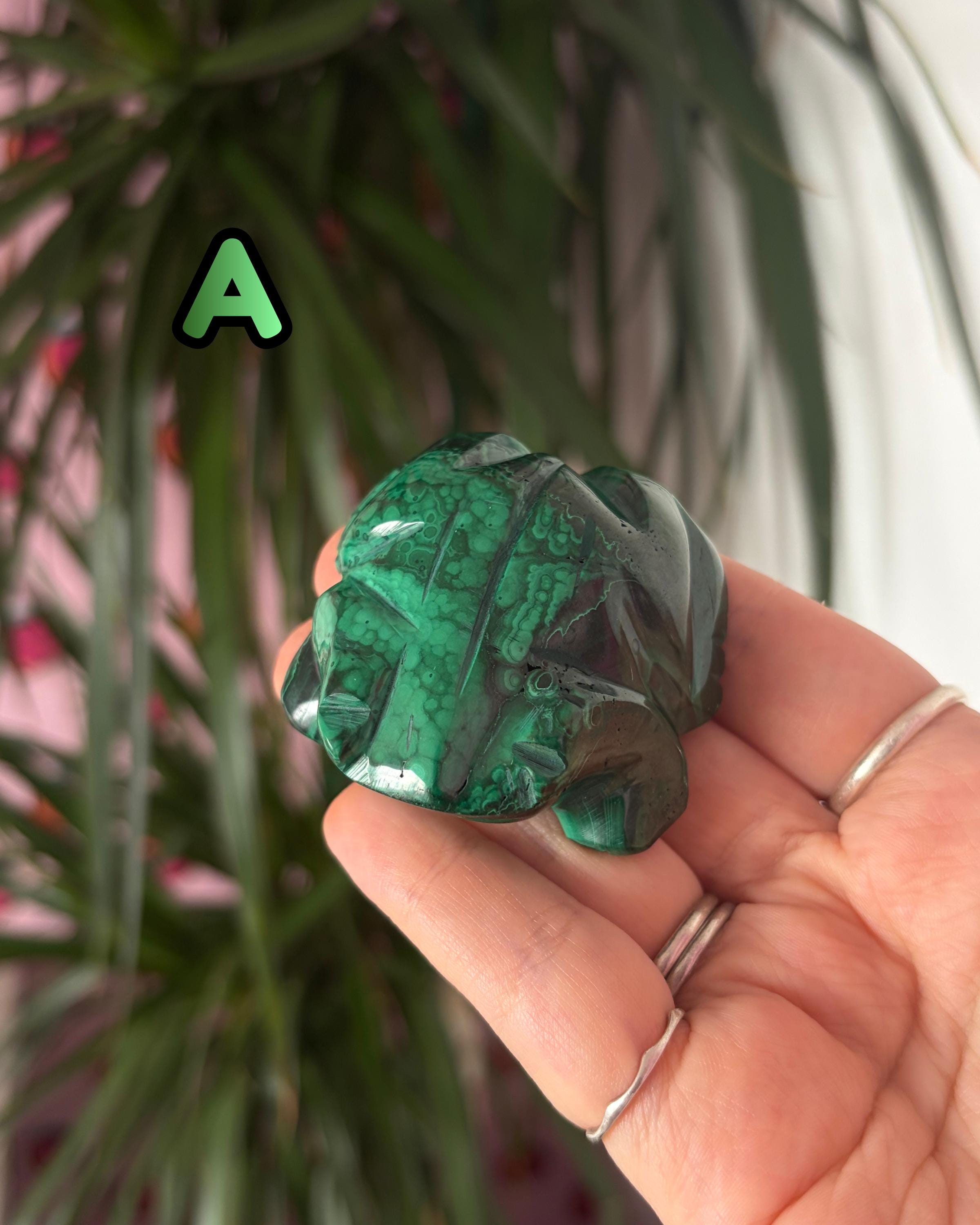 Malachite Frogs