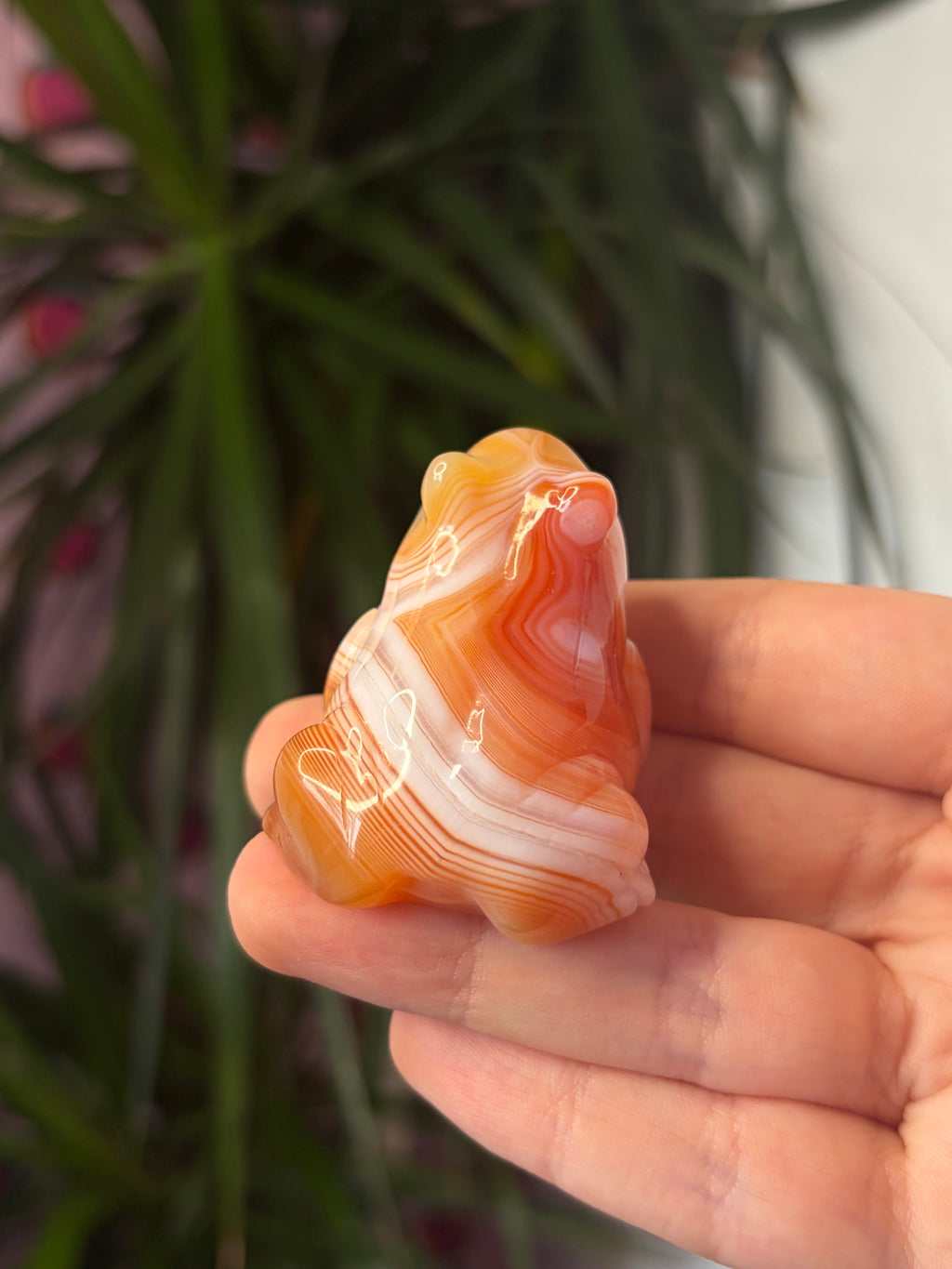 Banded Carnelian Frog