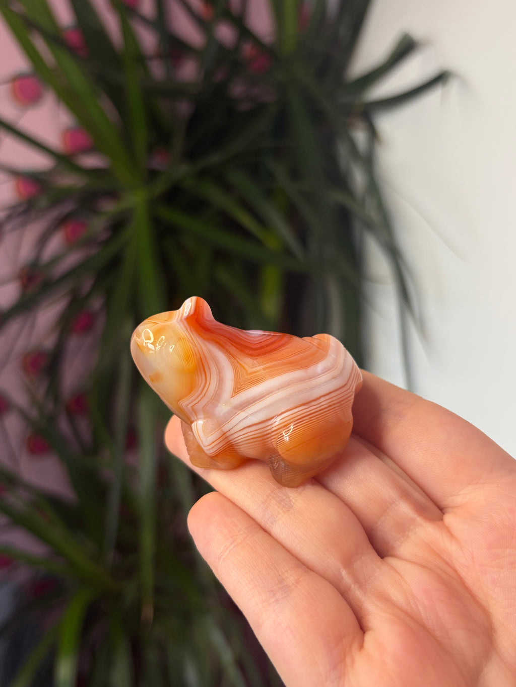 Banded Carnelian Frog