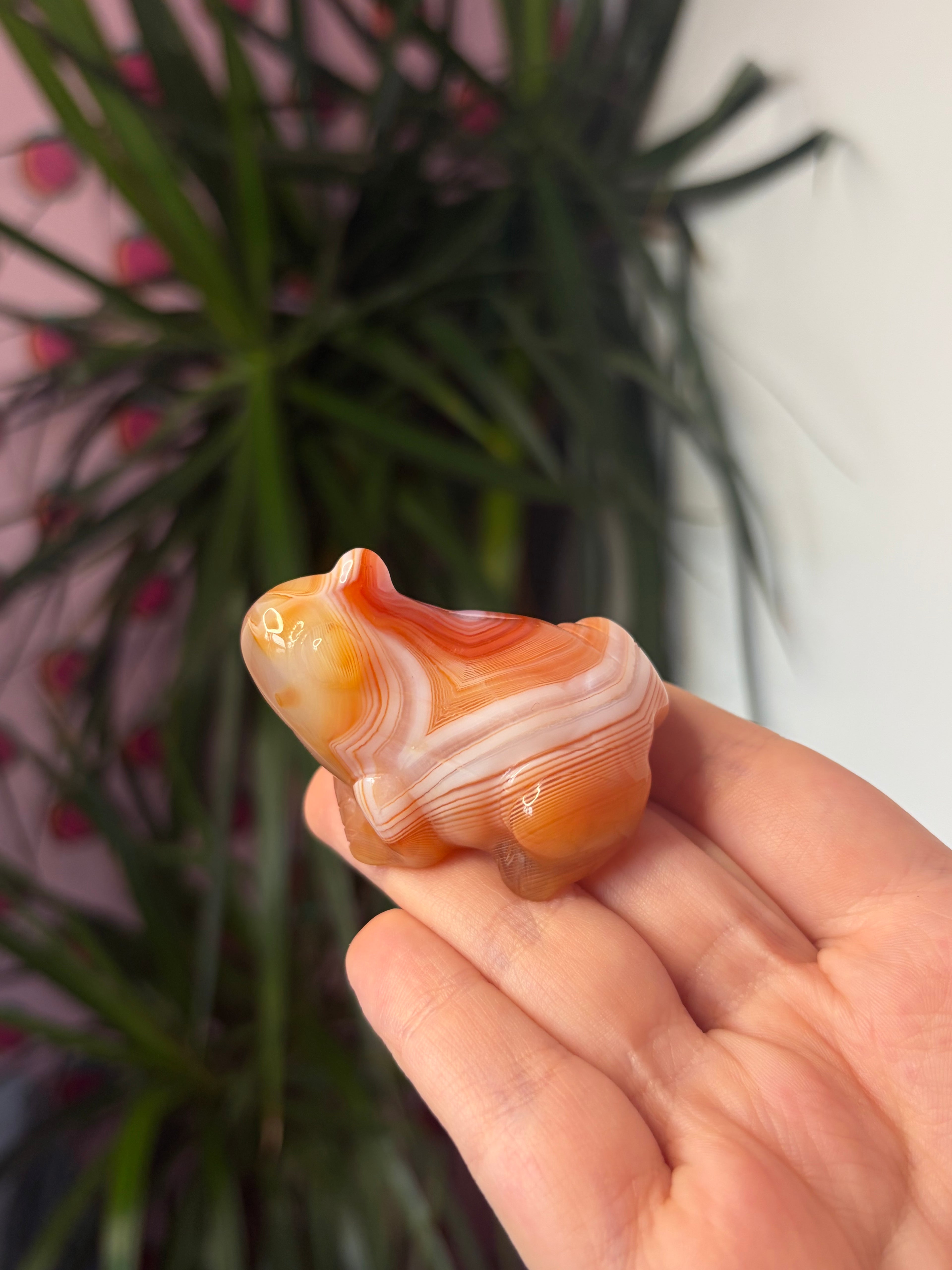 Banded Carnelian Frog