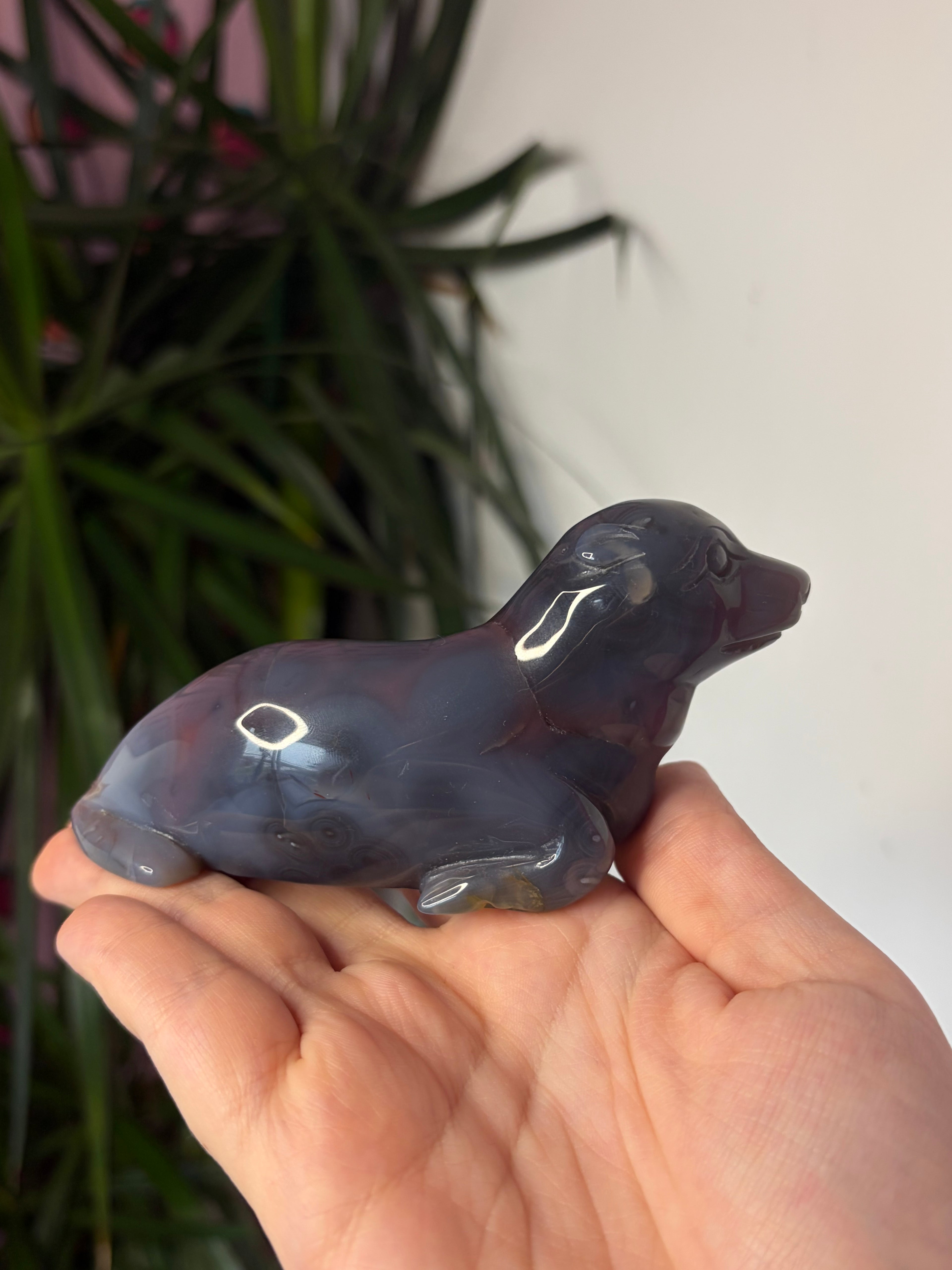 Mozambique Agate Sea Lion