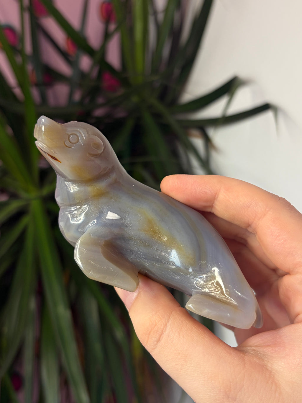 Grey Agate Sea Lion
