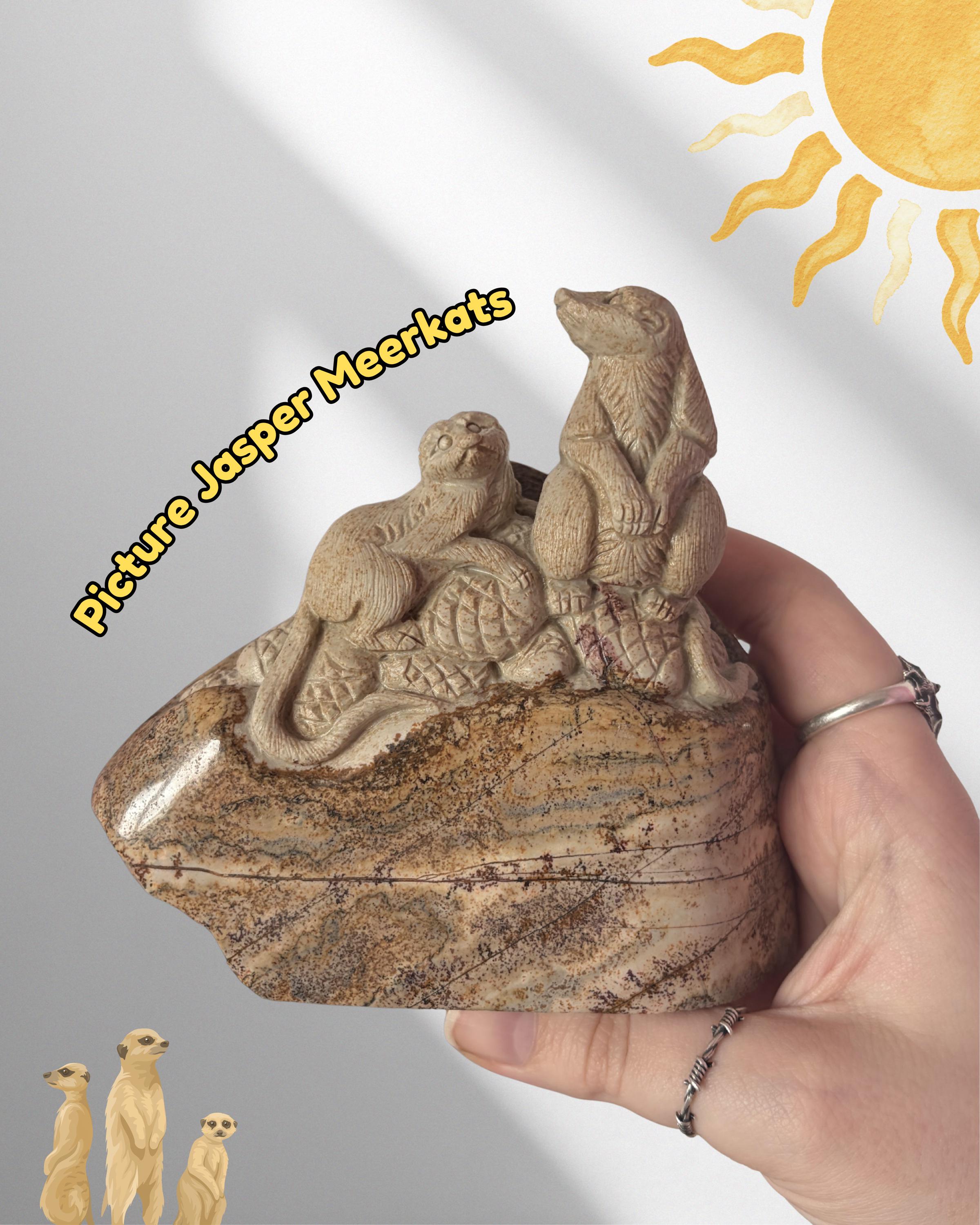 Picture Jasper Meerkats Scene