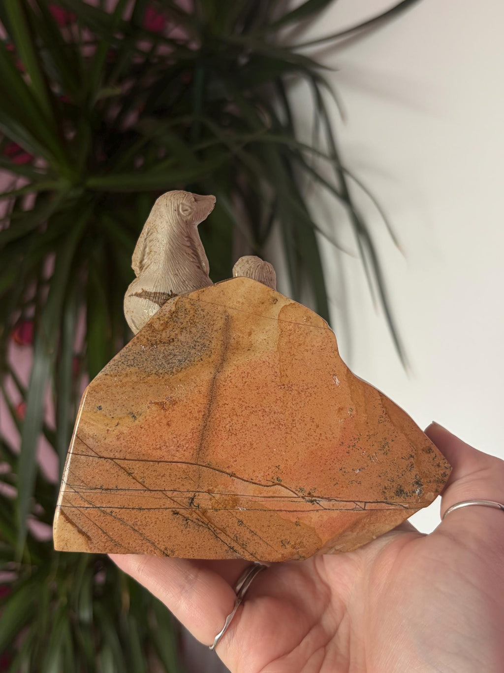 Picture Jasper Meerkats Scene