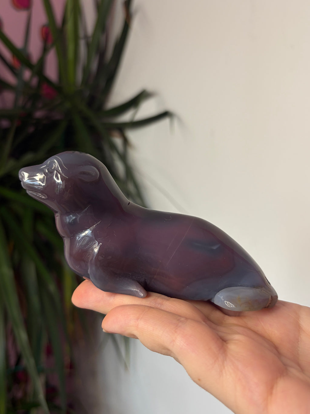 Mozambique Agate Sea Lion