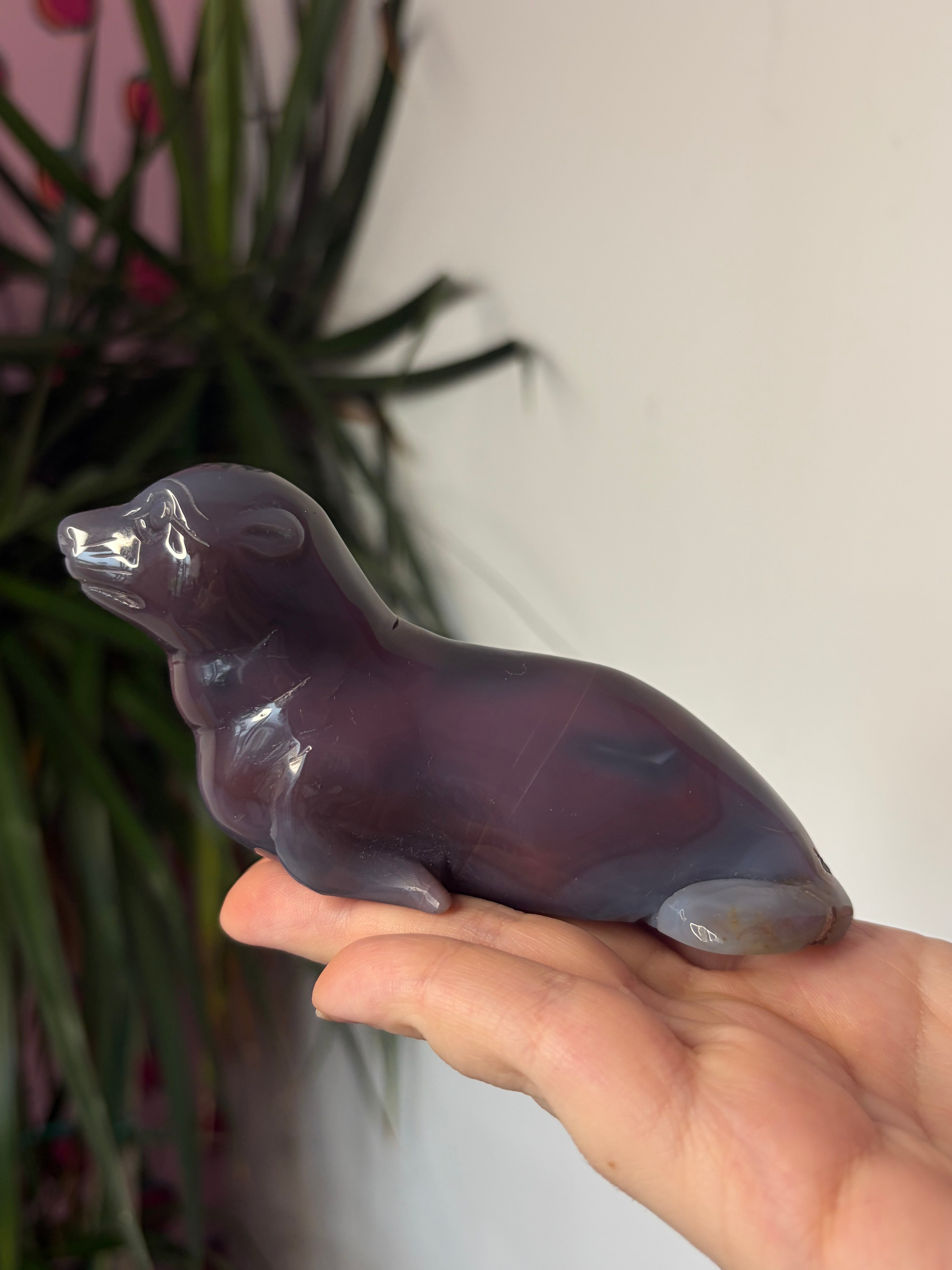 Mozambique Agate Sea Lion