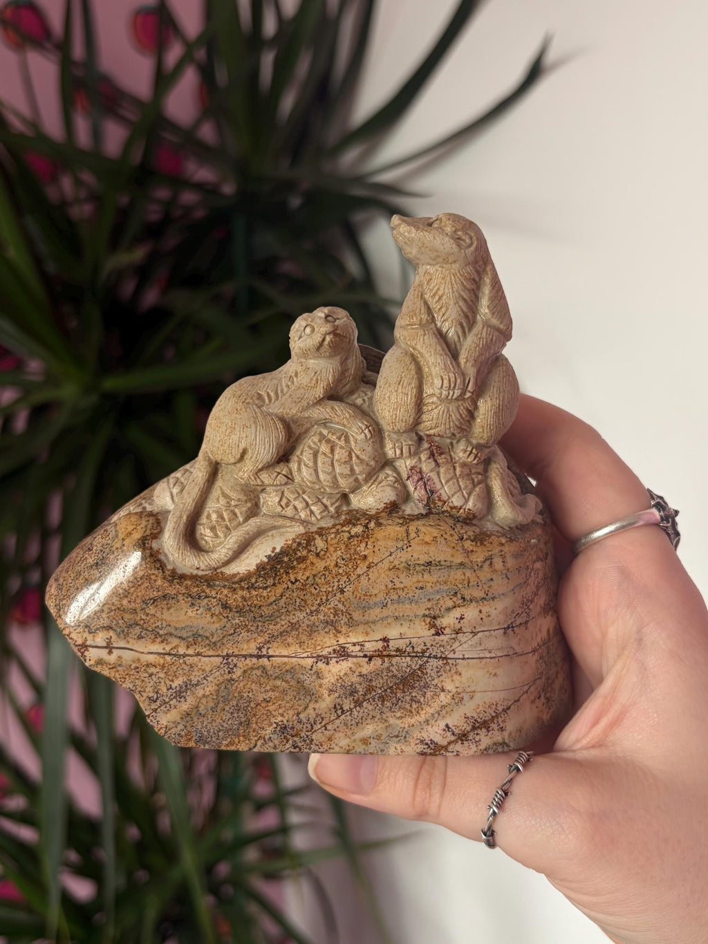 Picture Jasper Meerkats Scene