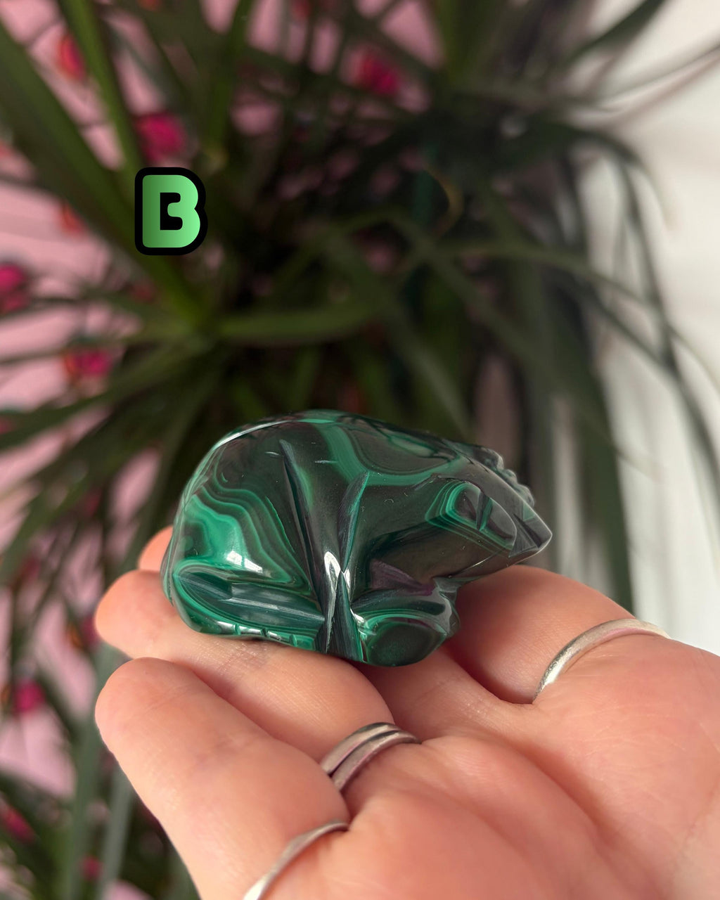 Malachite Frogs