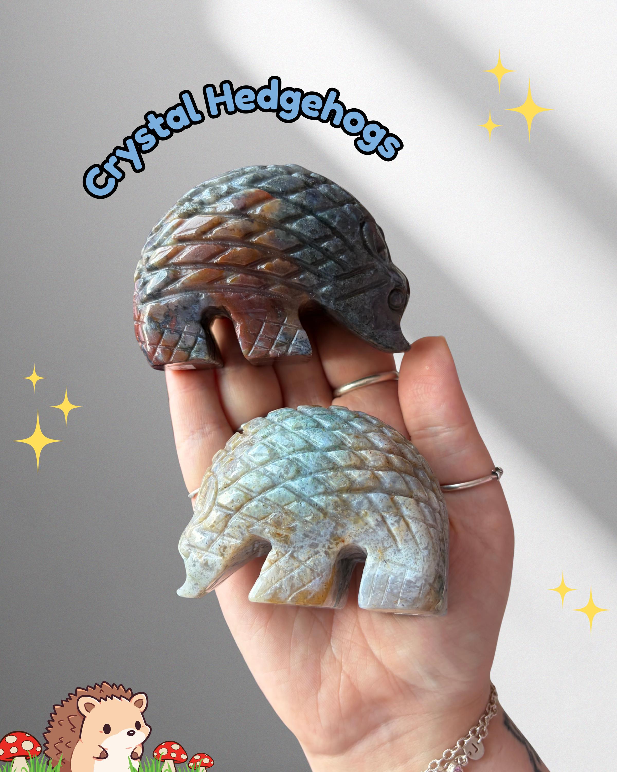 Sea Jasper Hedgehogs