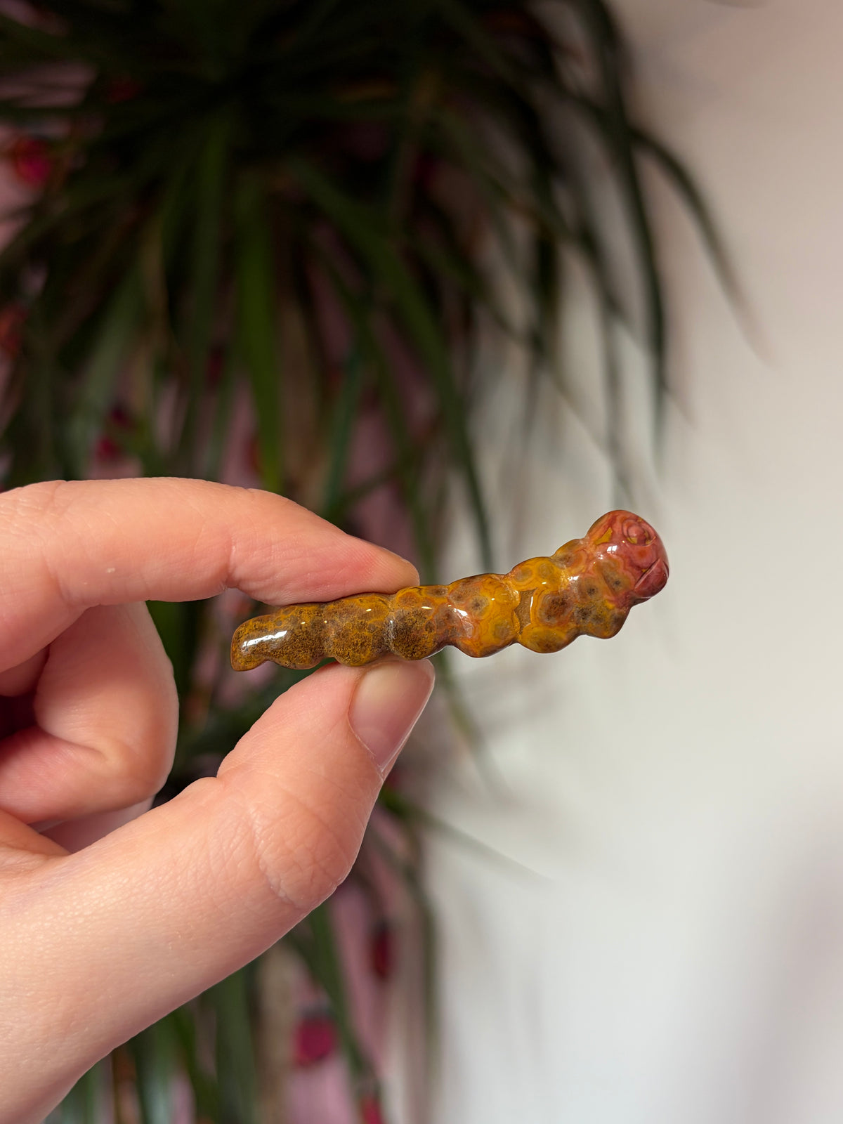 Ocean Jasper caterpillar