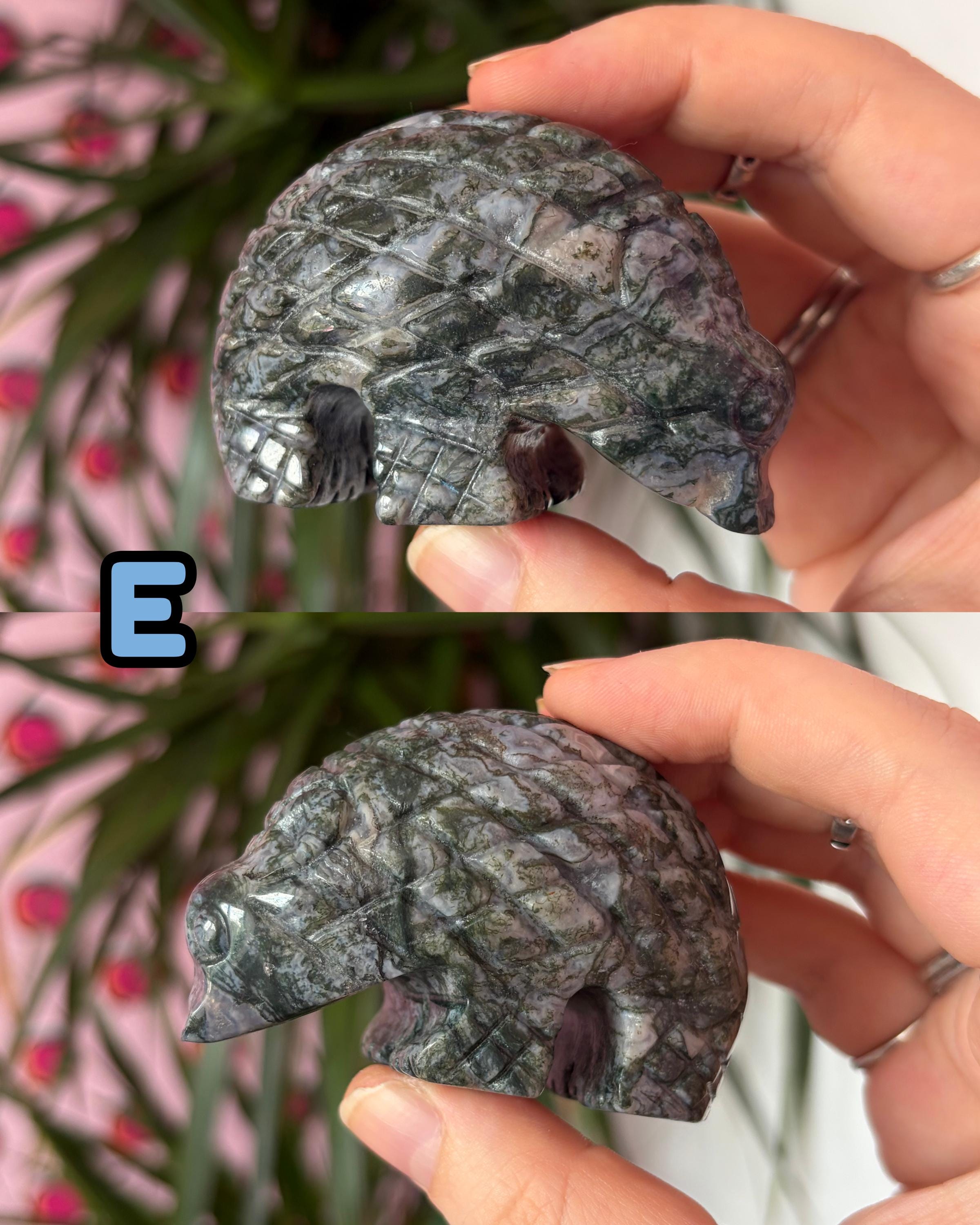 Sea Jasper Hedgehogs