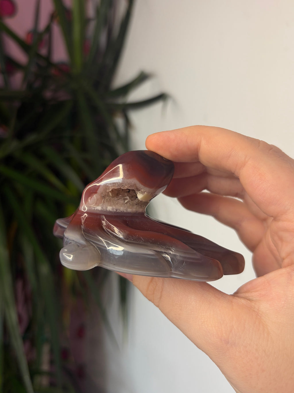 Mozambique Agate Octopus