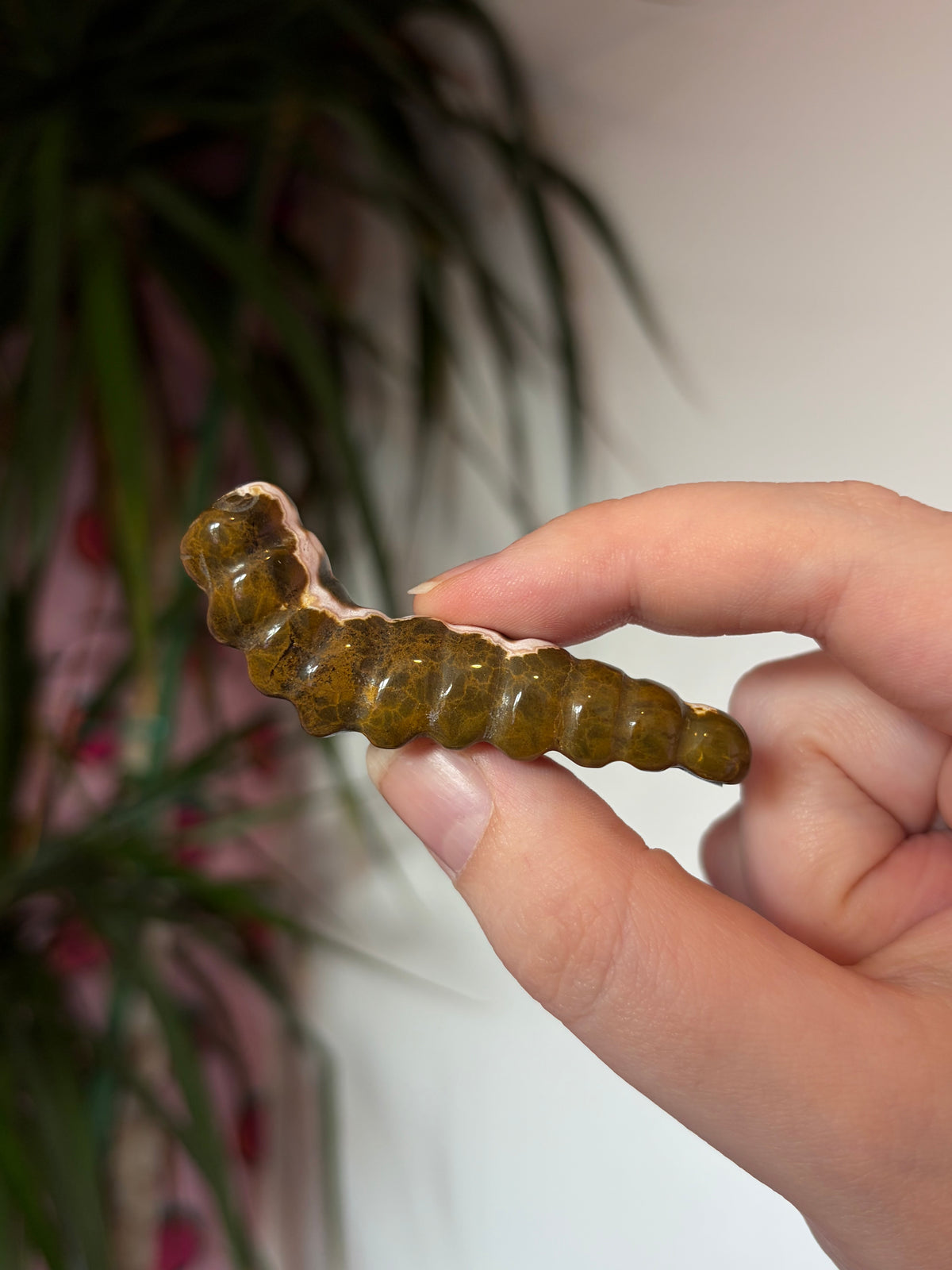 Ocean Jasper caterpillar