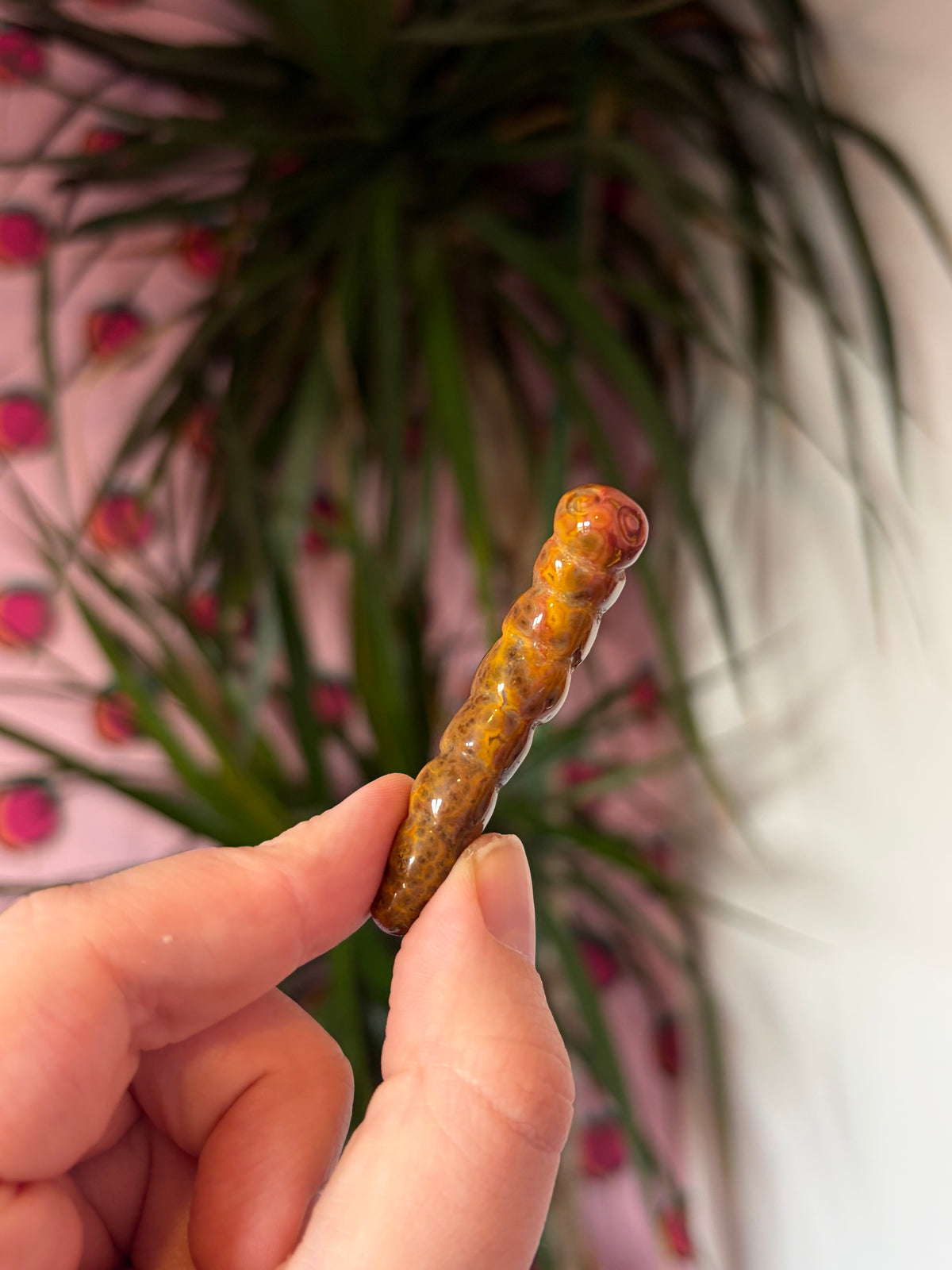 Ocean Jasper caterpillar