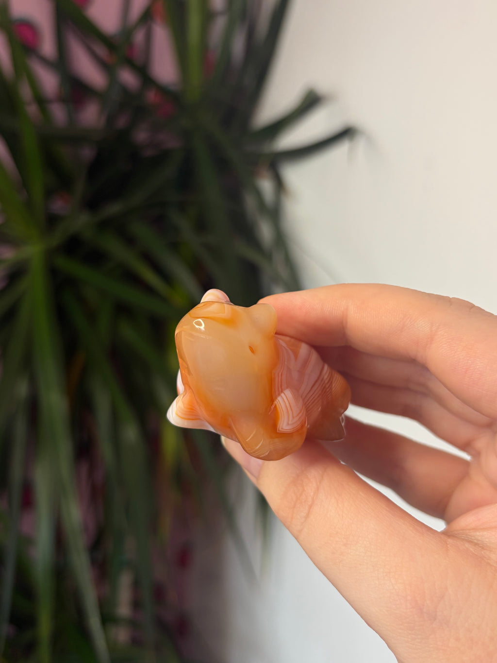 Banded Carnelian Frog