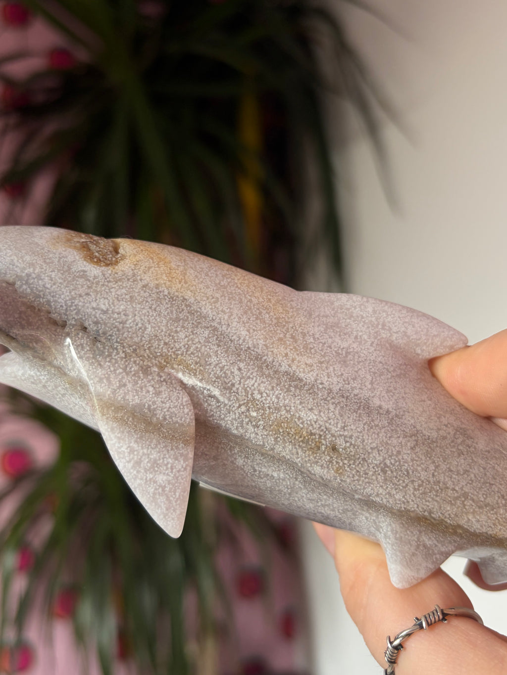 Ocean Jasper hammerhead shark