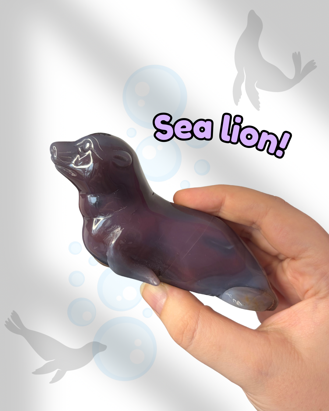 Mozambique Agate Sea Lion