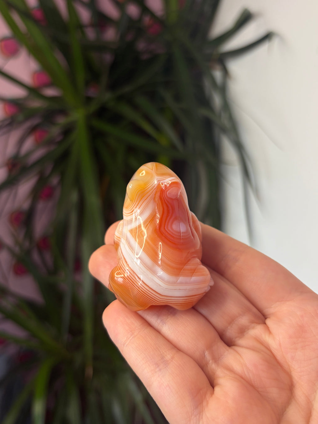 Banded Carnelian Frog
