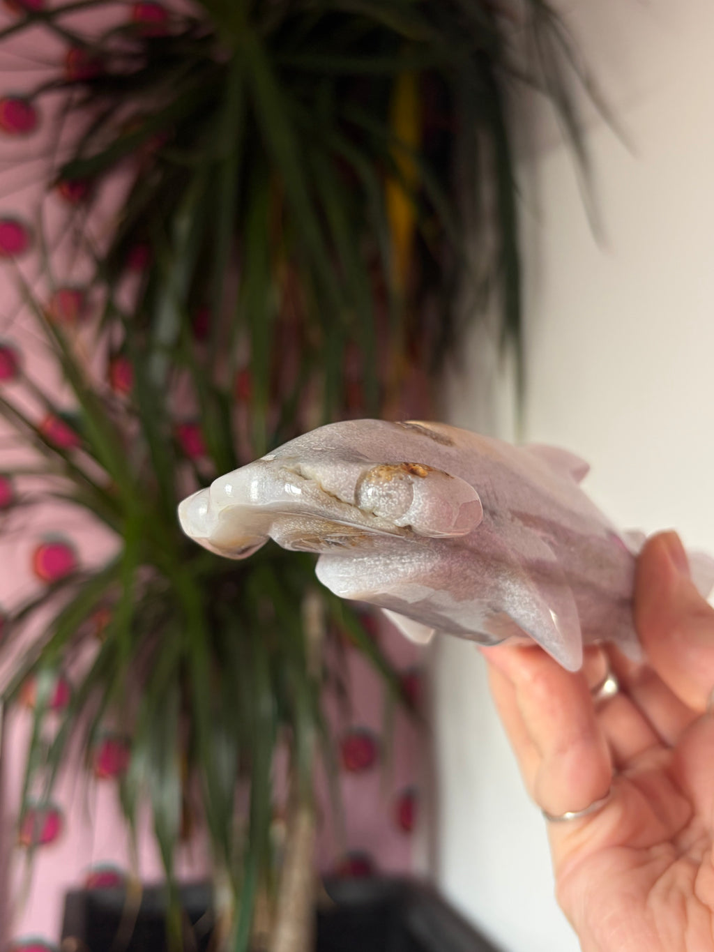 Ocean Jasper hammerhead shark