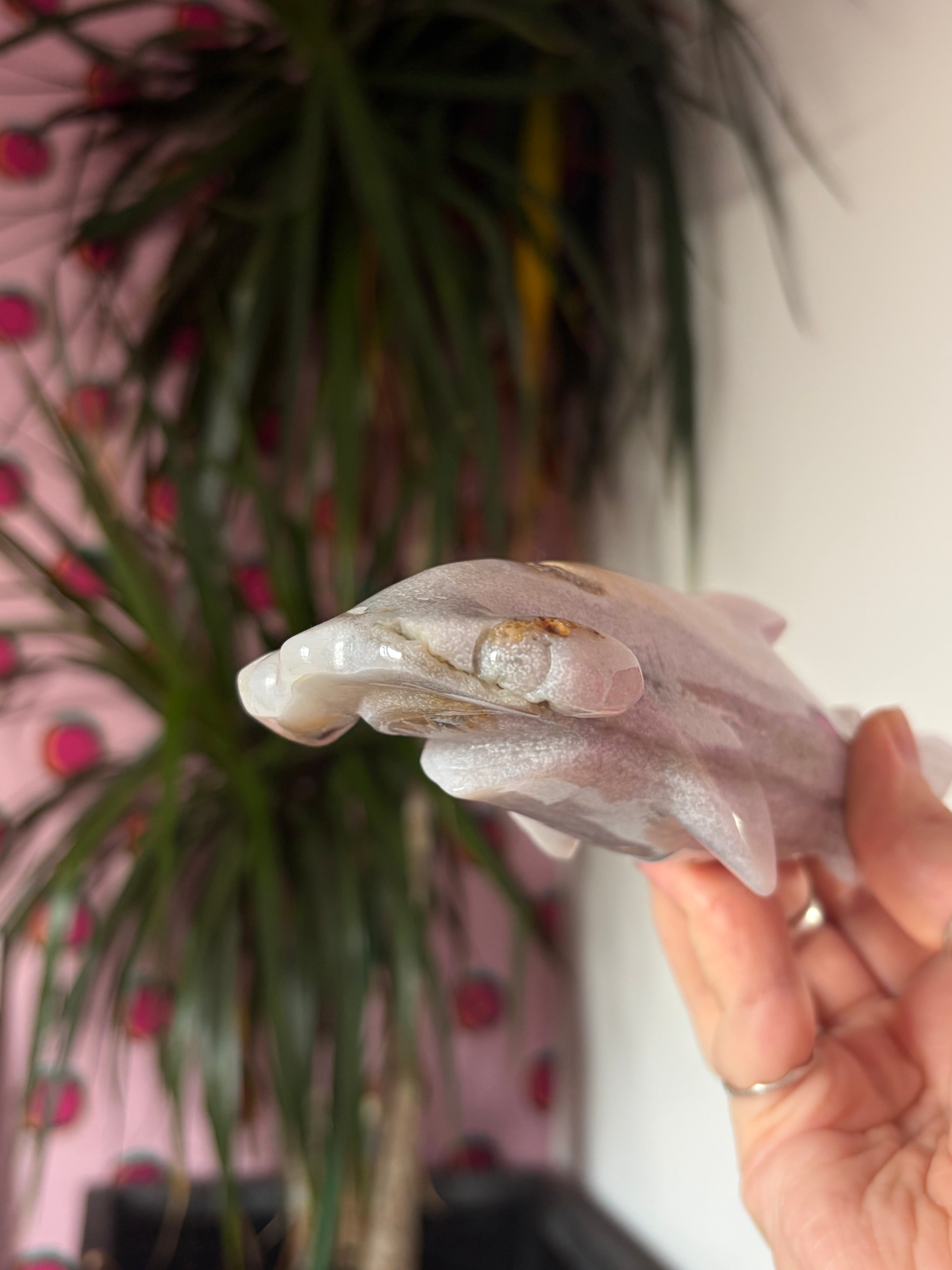 Ocean Jasper hammerhead shark