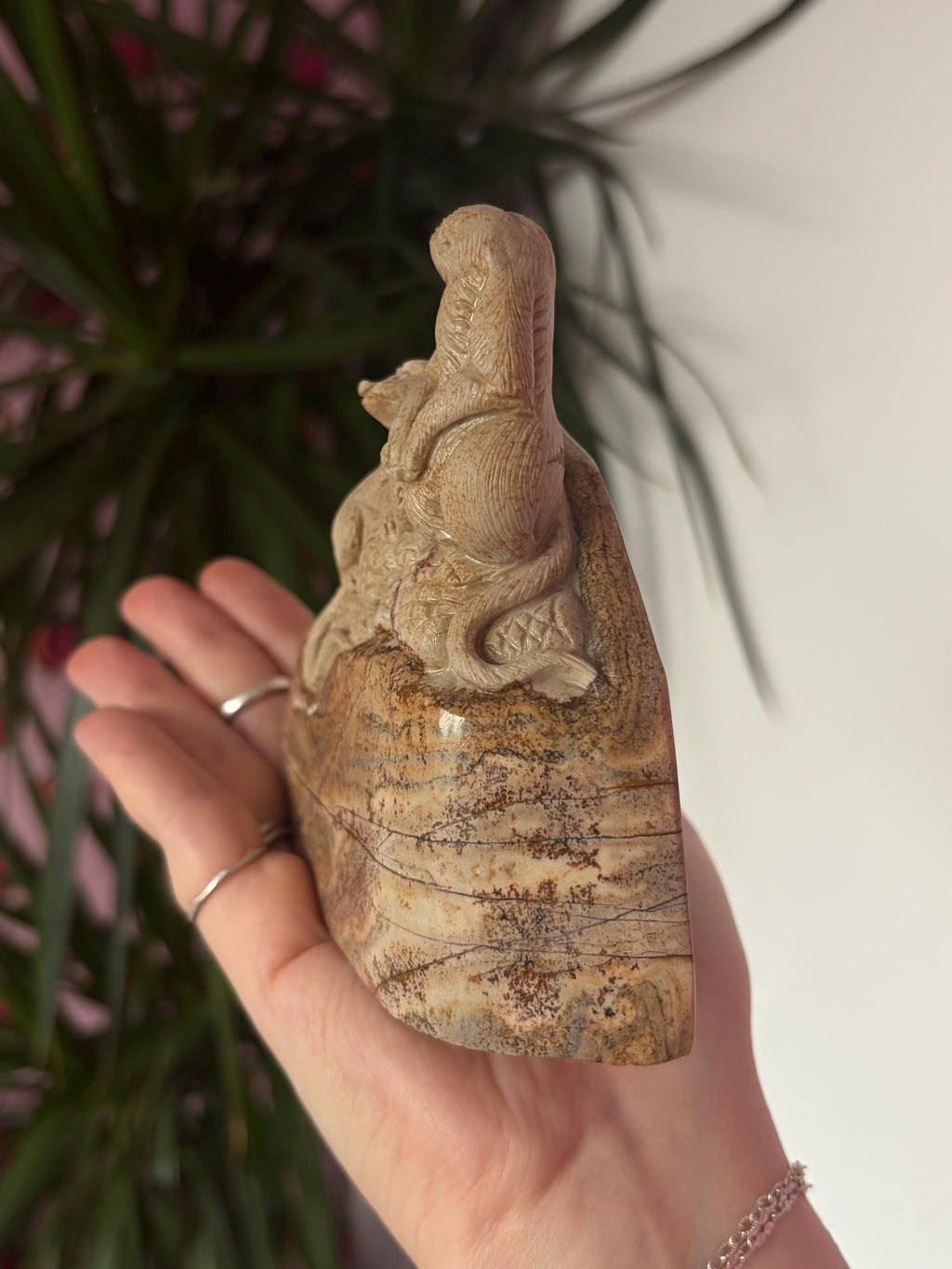 Picture Jasper Meerkats Scene