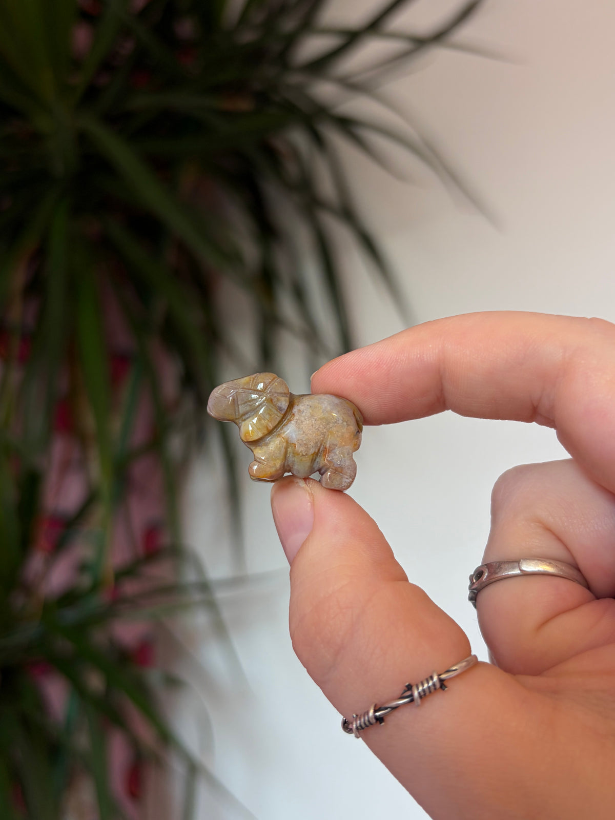 Mini Sea Jasper Rams