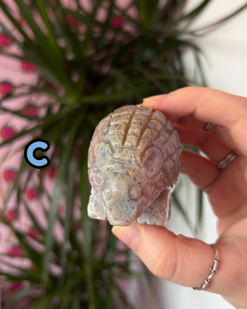 Sea Jasper Hedgehogs