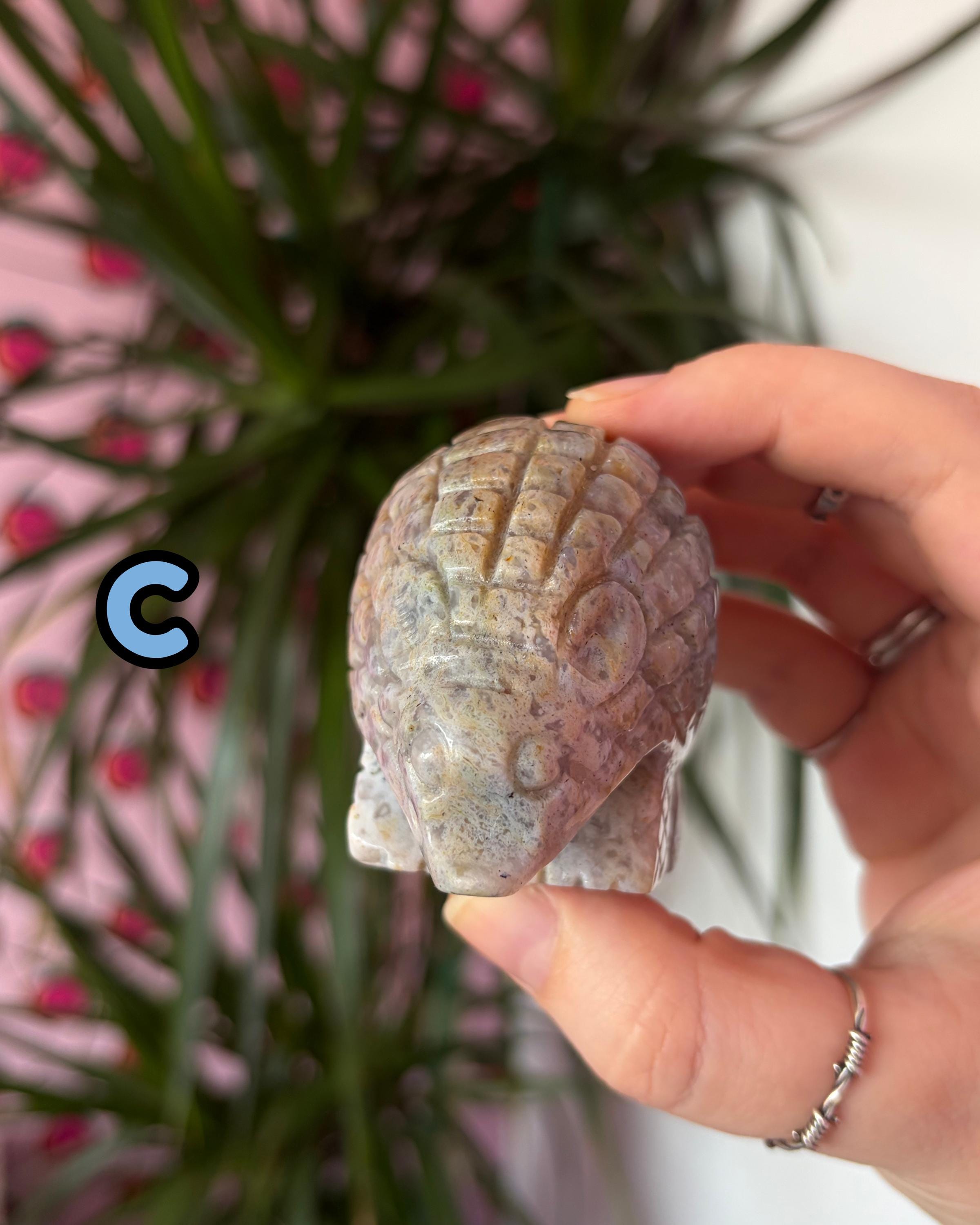 Sea Jasper Hedgehogs