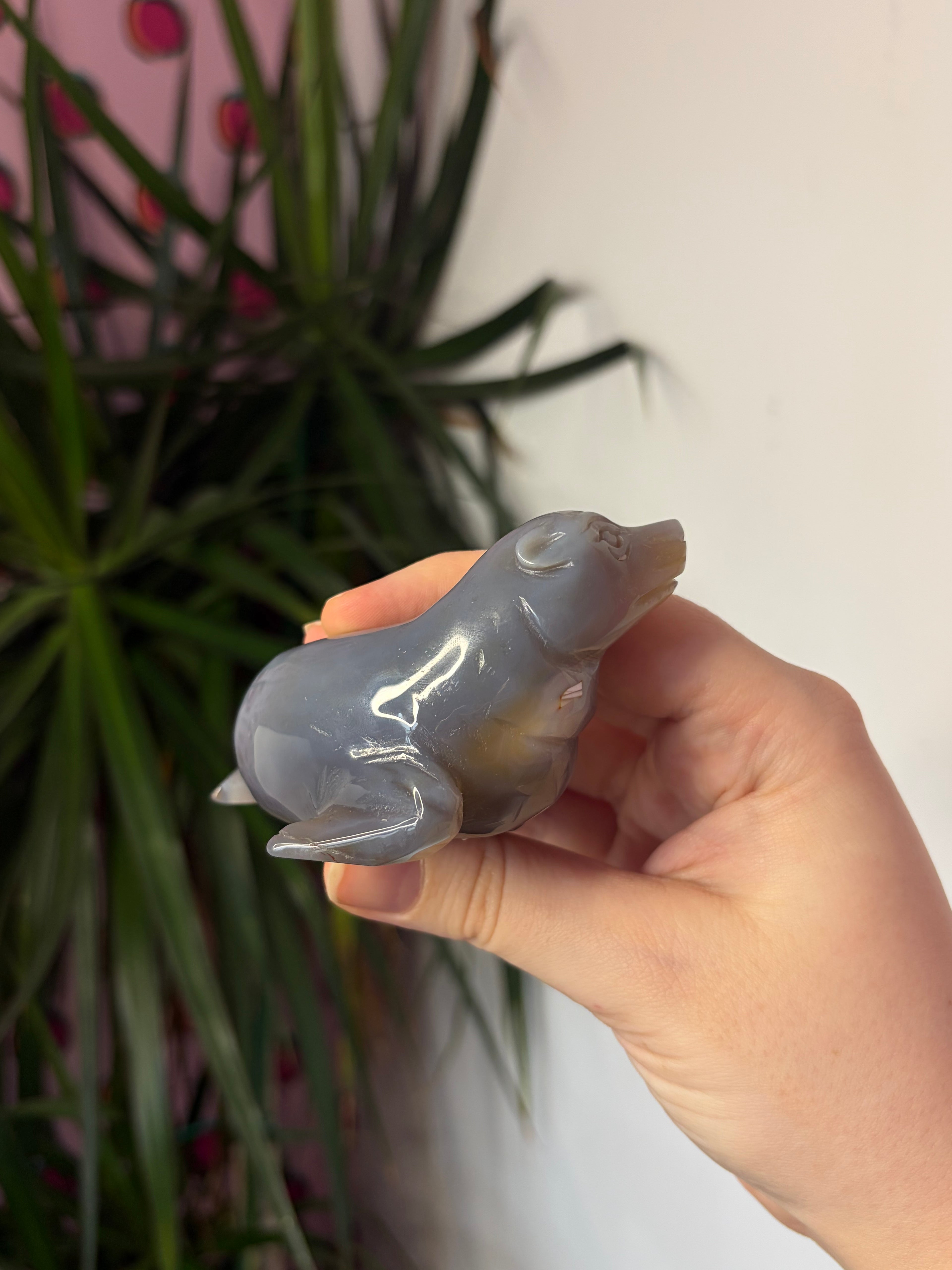 Grey Agate Sea Lion