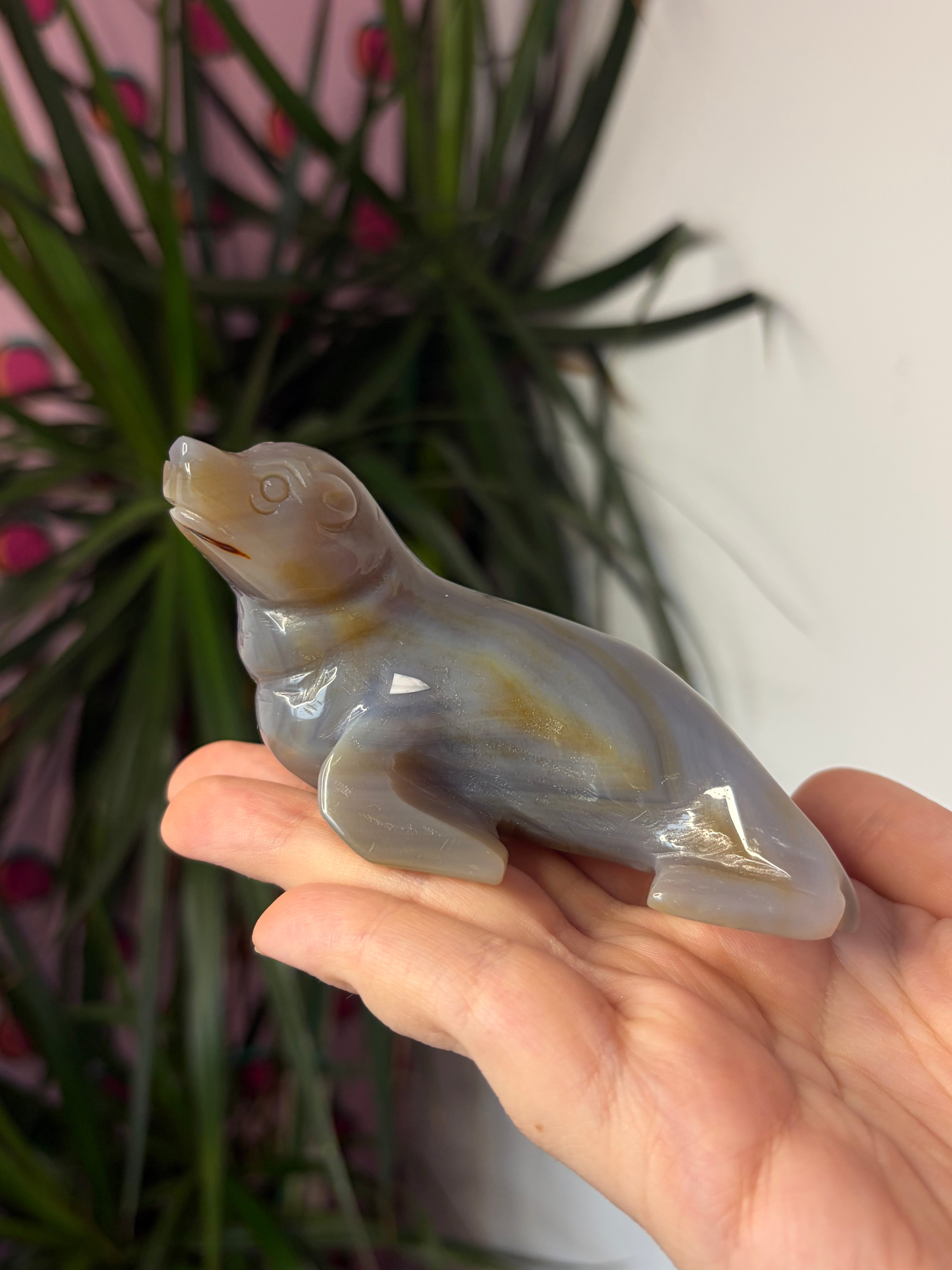 Grey Agate Sea Lion