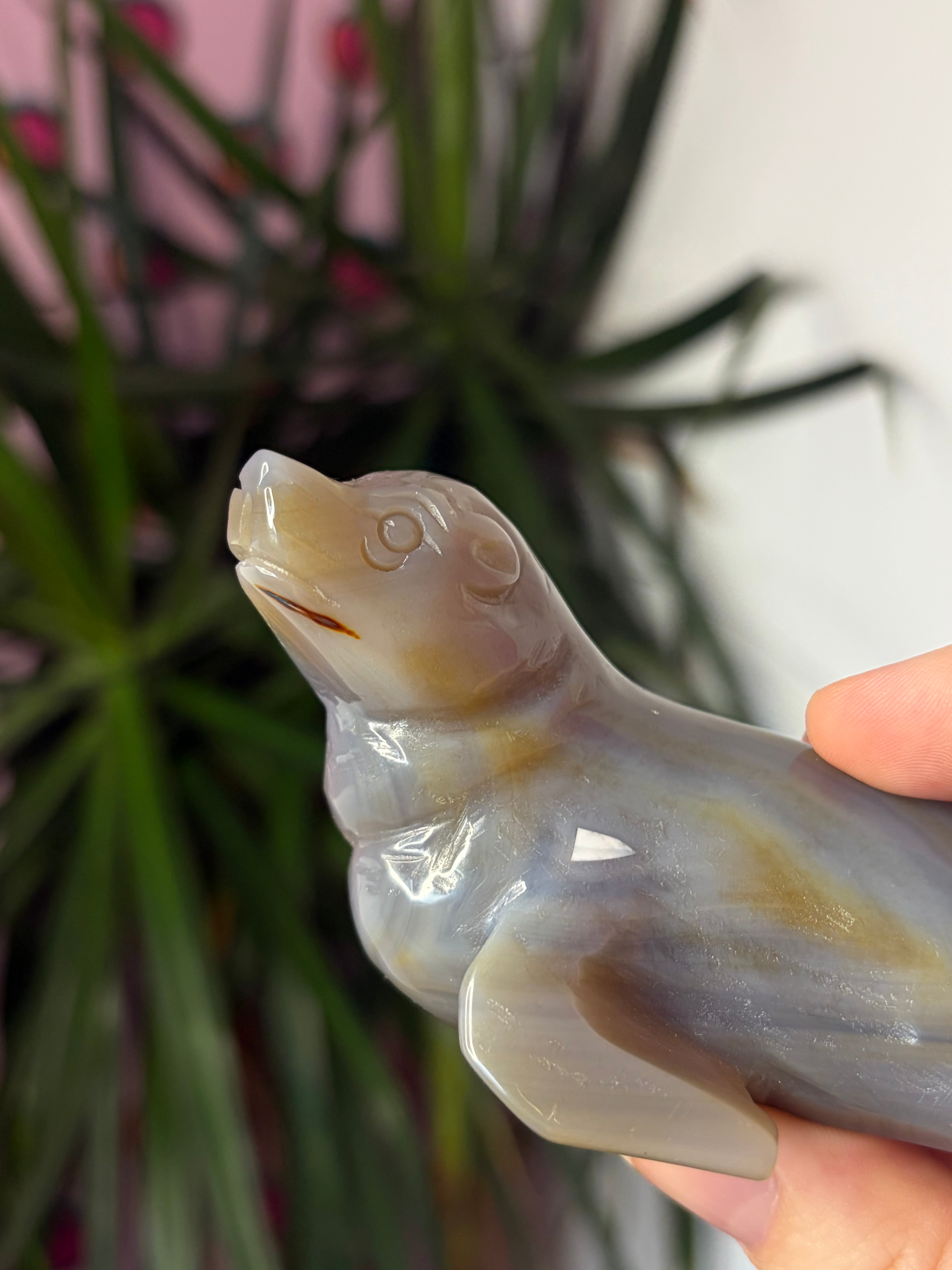 Grey Agate Sea Lion