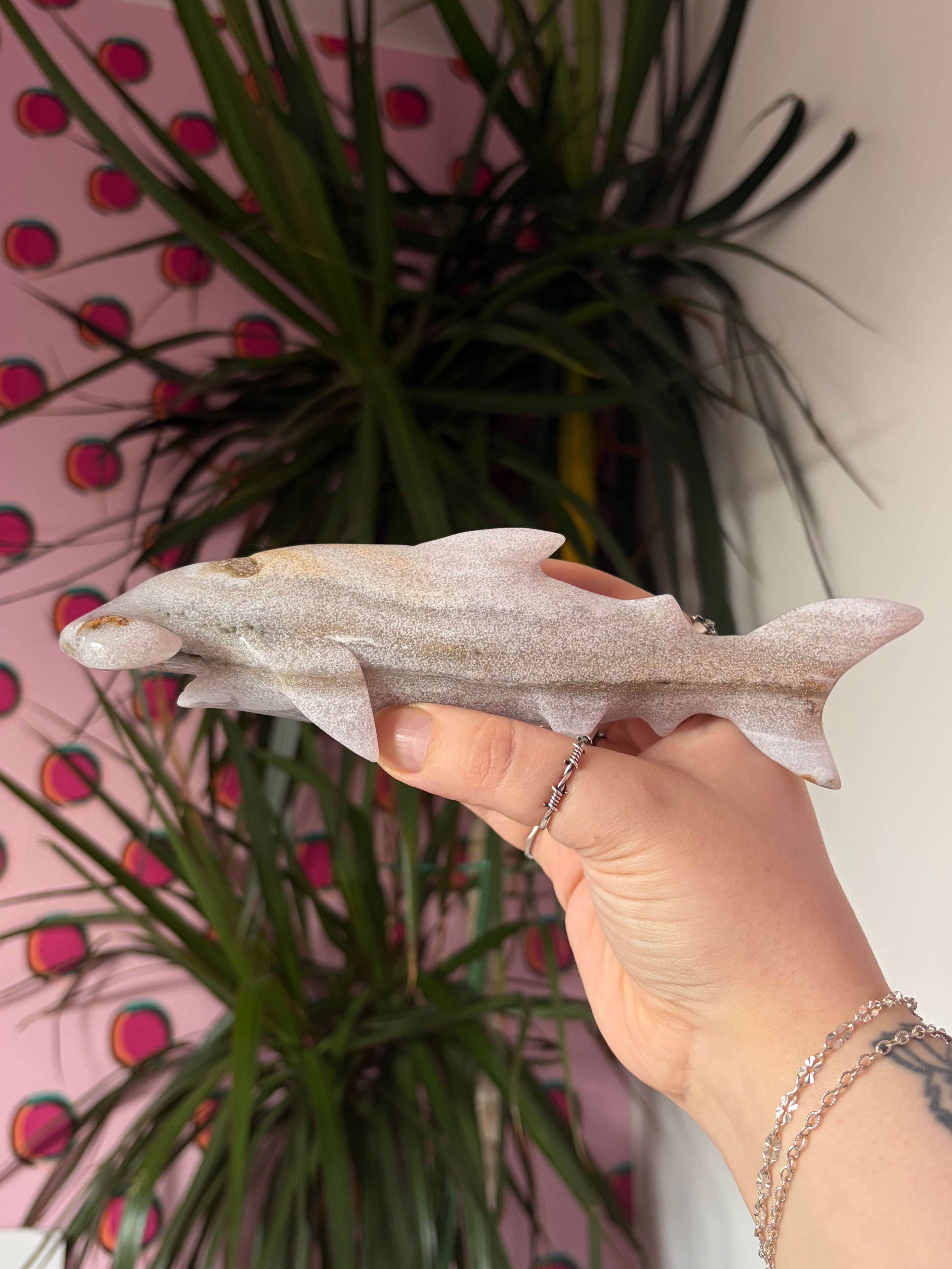 Ocean Jasper hammerhead shark