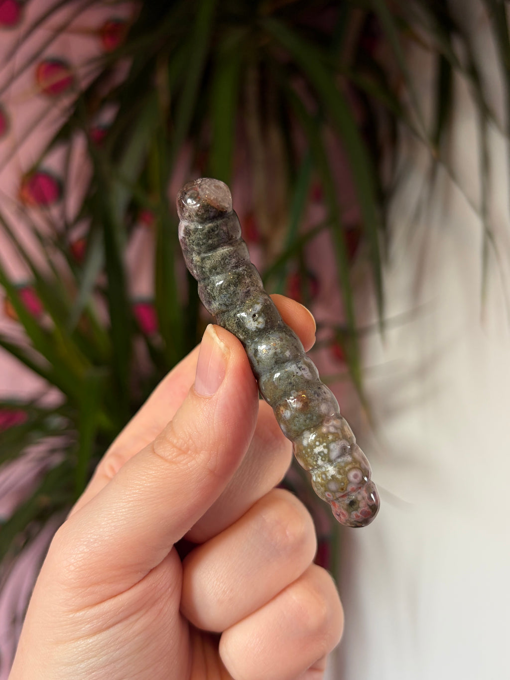 Ocean Jasper caterpillar