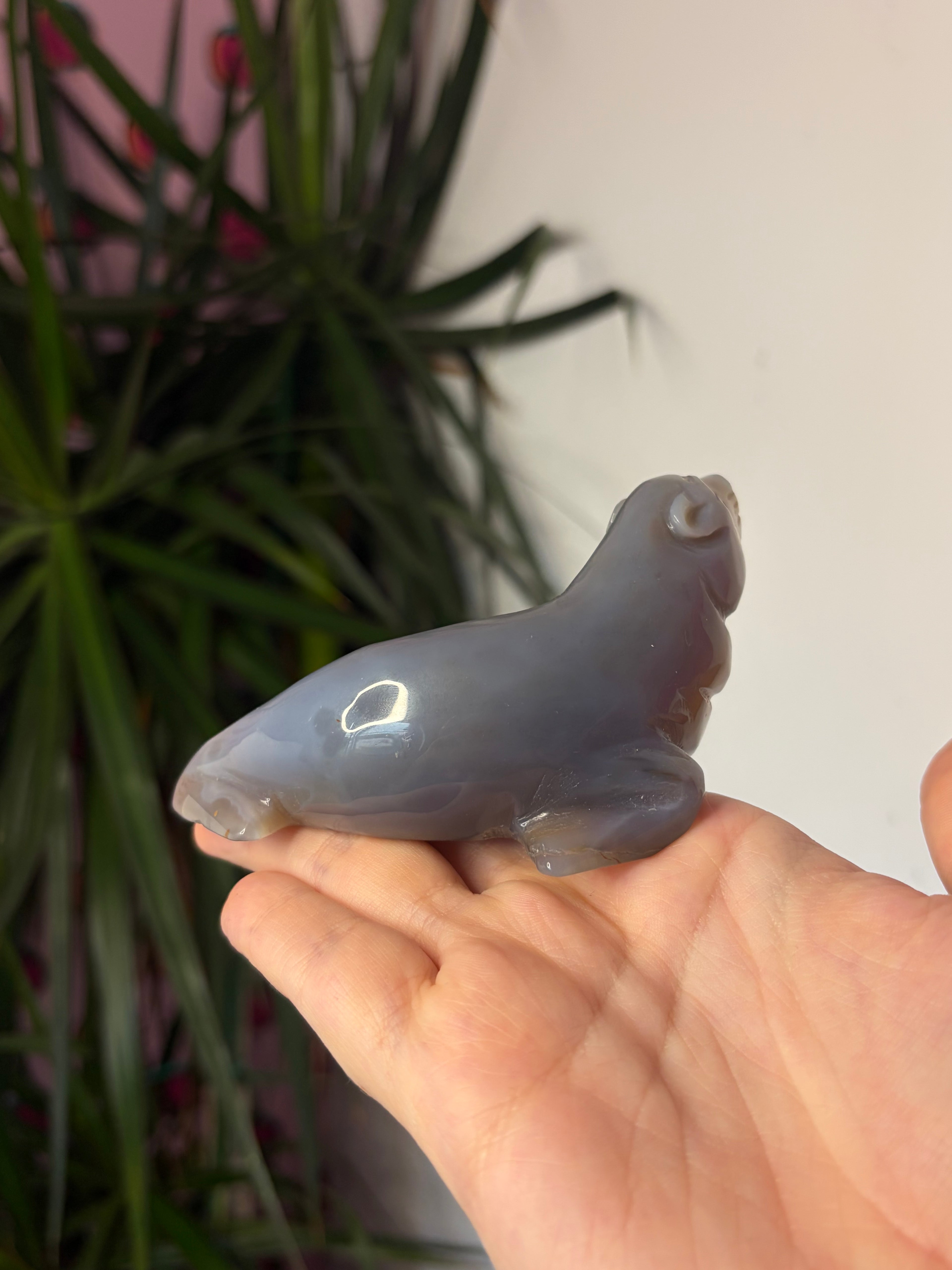 Grey Agate Sea Lion