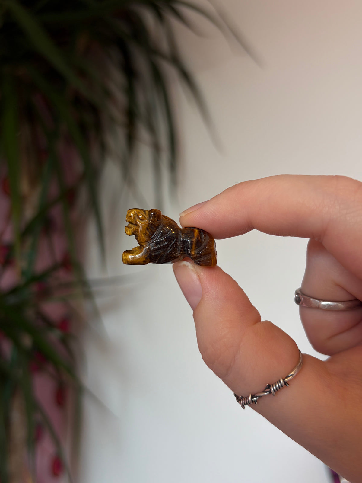 Mini Tigers Eye Tigers