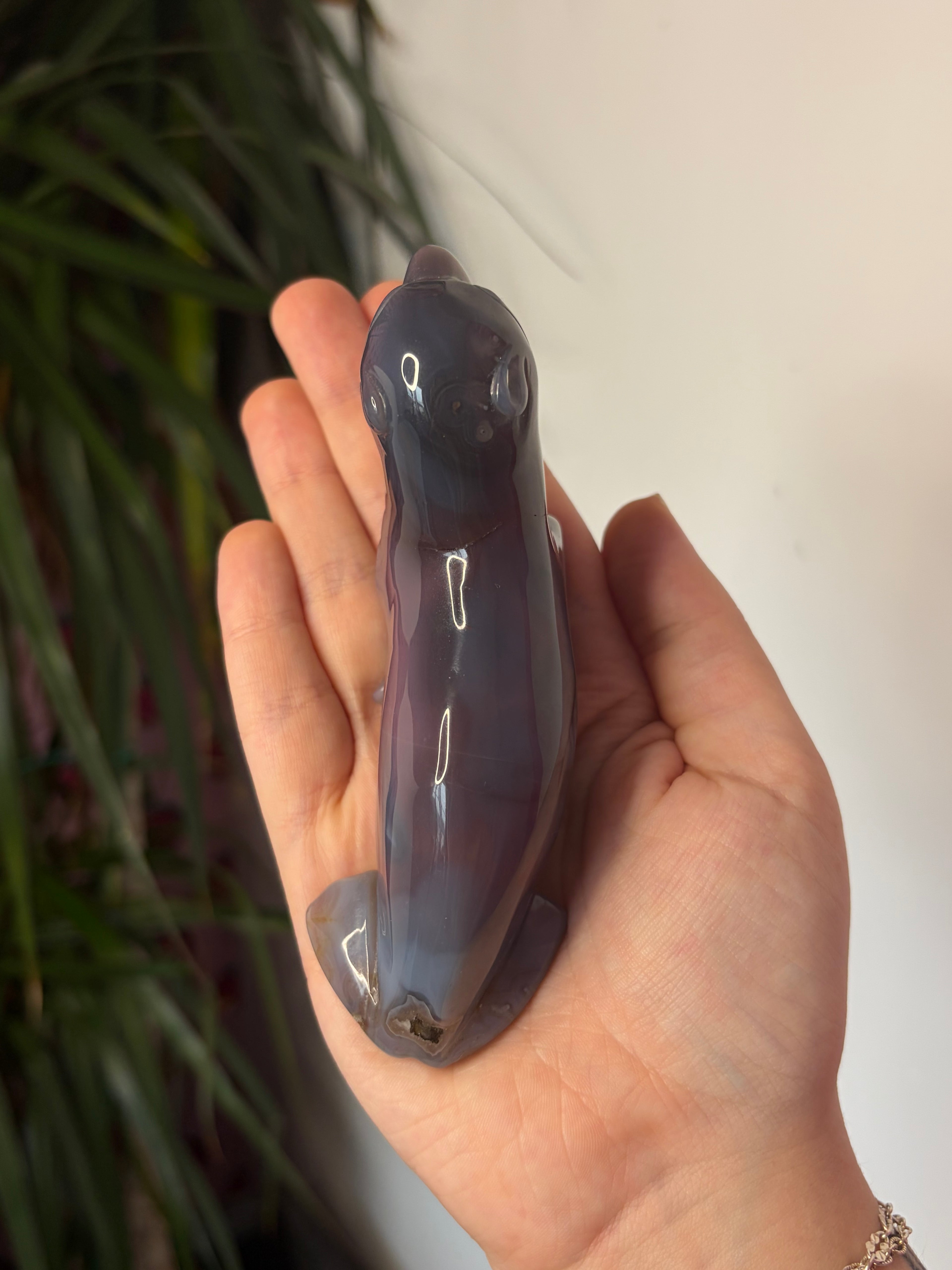 Mozambique Agate Sea Lion