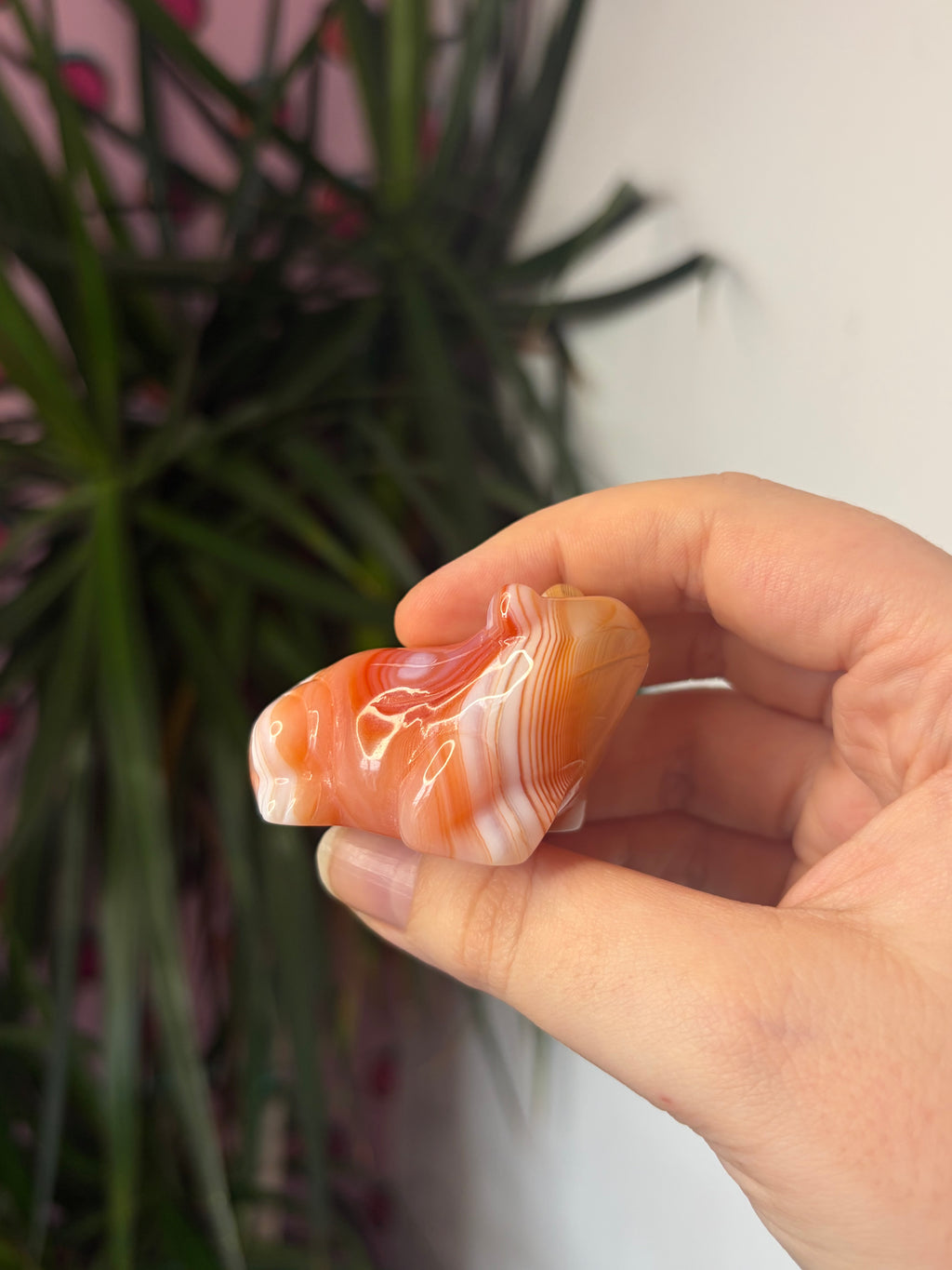 Banded Carnelian Frog