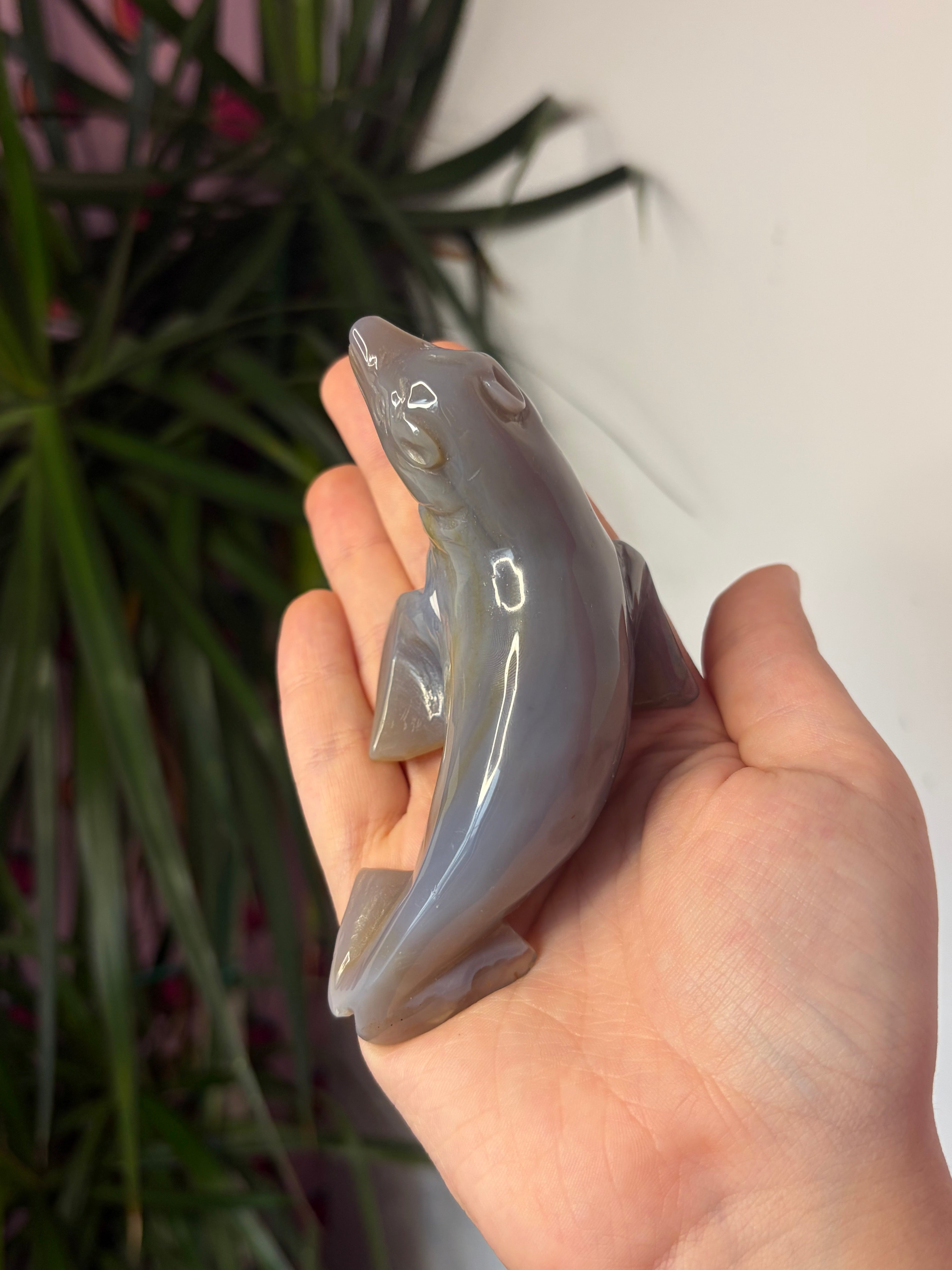 Grey Agate Sea Lion